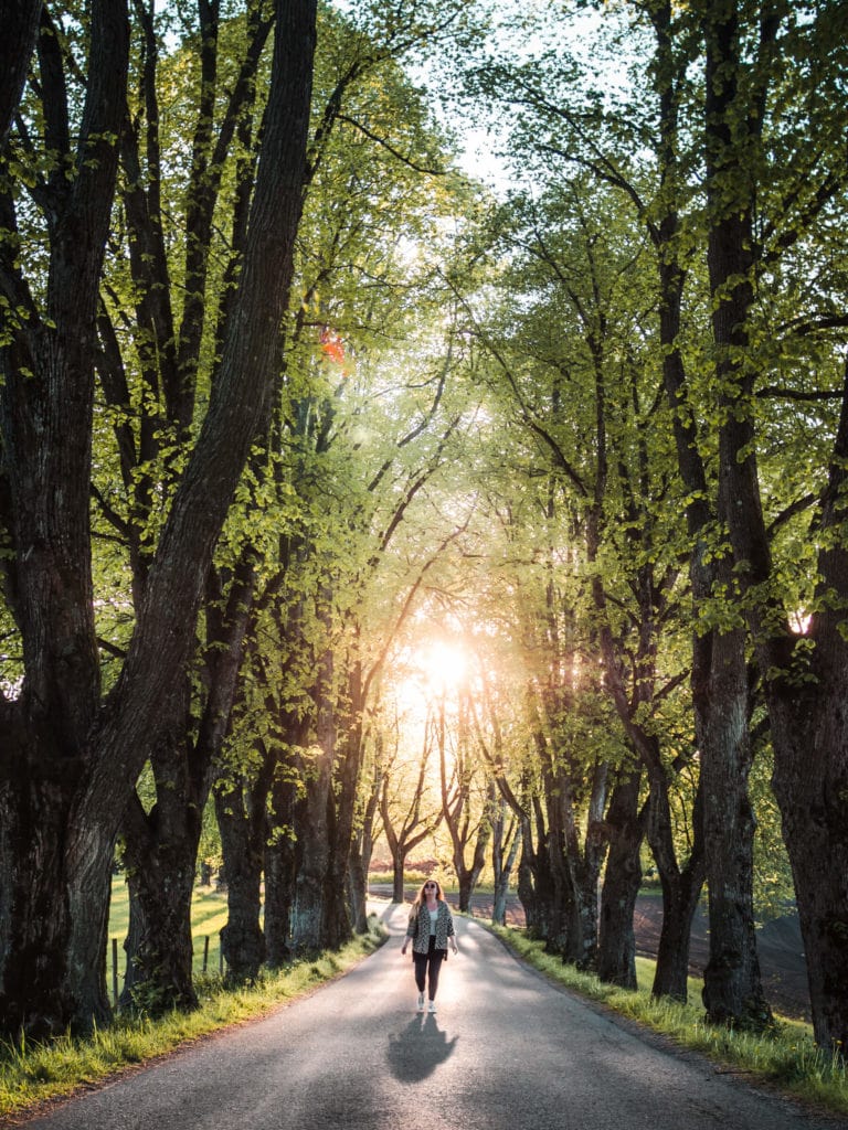 Best places to see and things to do in Norway - A beautiful alley of old oak trees in Skien #bucketlist #travelinspo #norway #telemark #skien