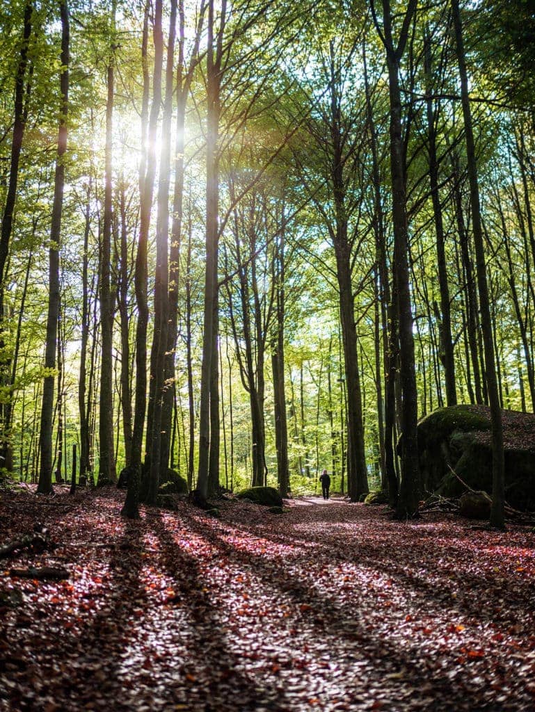 Sunset in Bøkeskogen - The Beech Tree Forest - is Norway’s largest and the world’s most northerly beech tree forest