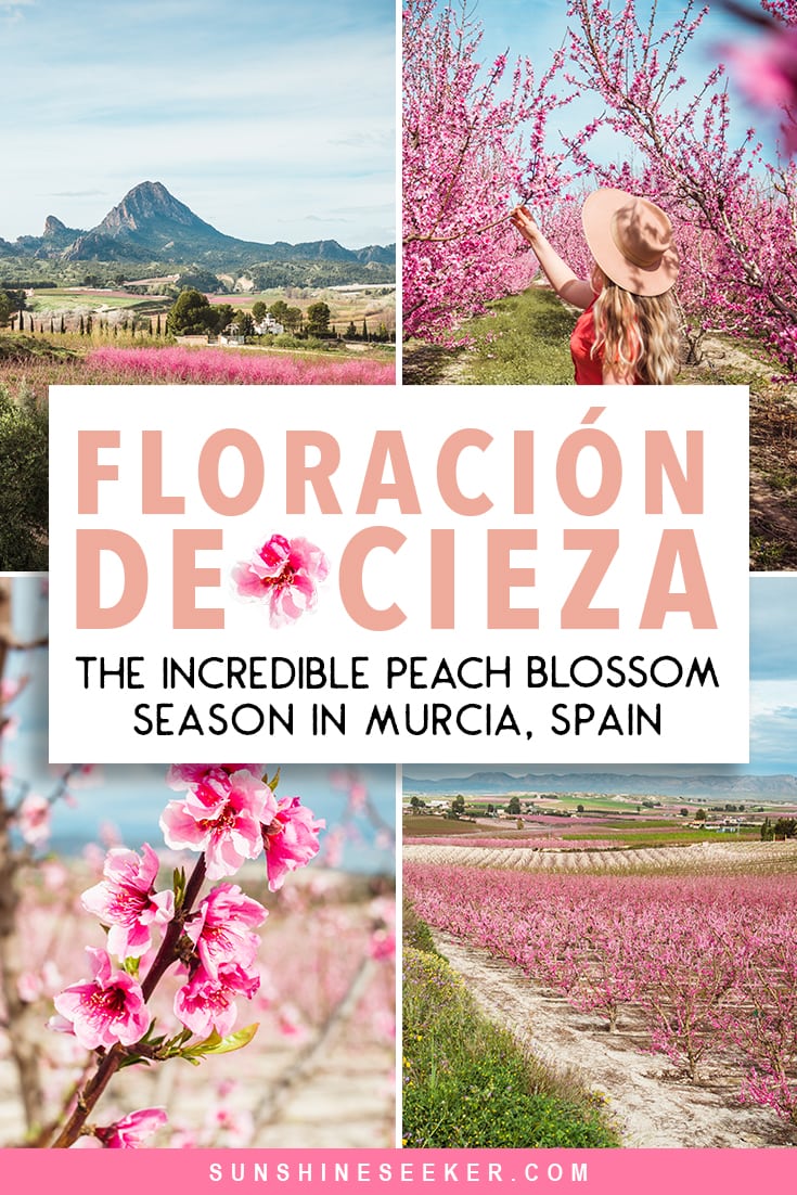 Discover the incredible Floración de Cieza (fruit tree blooming) in Murcia, Spain. Where to see the peach tree blossoms, how to get to Cieza + best things to do close by. Awesome things to do in the Region of Murcia, Spain