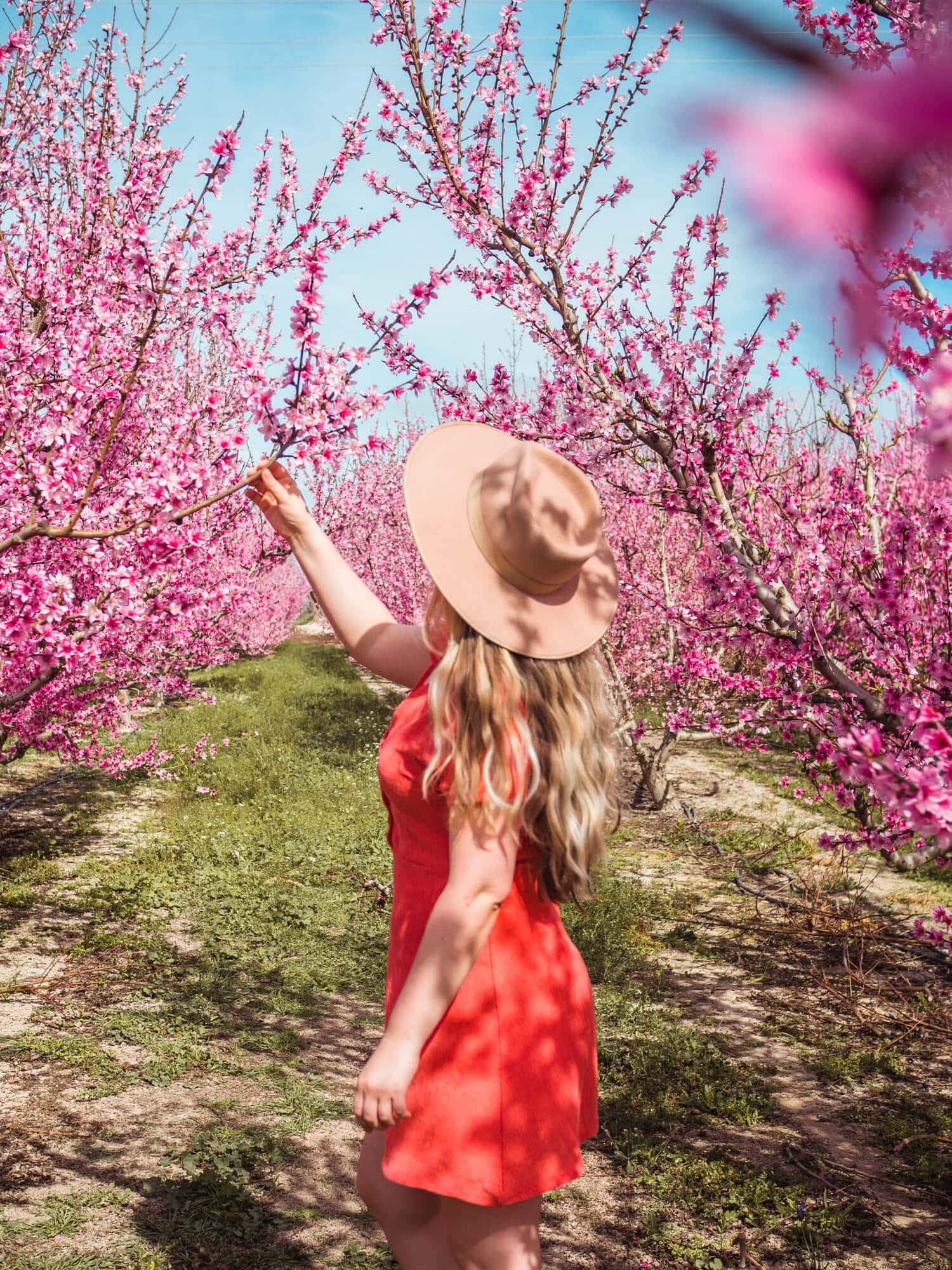 Smelling the sweet peach tree blossoms at Floración de Cieza in Murcia, Spain