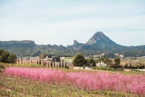 View of a field of stunning peach tree blossoms in Cieza, Murcia, Spain