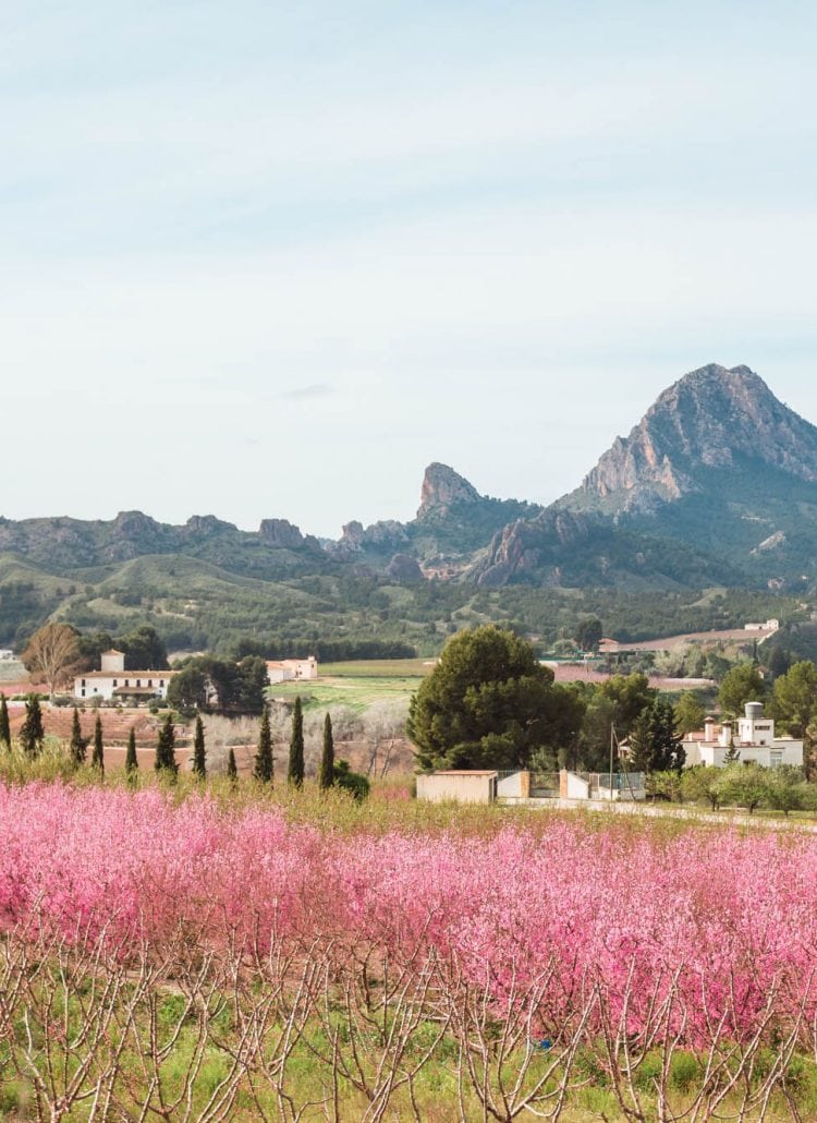 View of a field of stunning peach tree blossoms in Cieza, Murcia, Spain