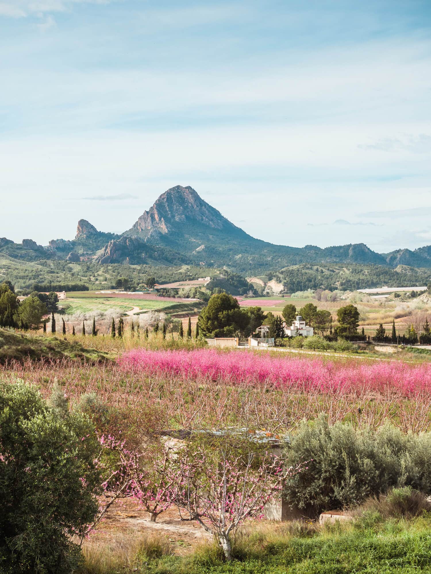 Gorgeous view of a field of peach tree blossoms in Murcia, Spain - Click through for a complete guide to Floración de Cieza