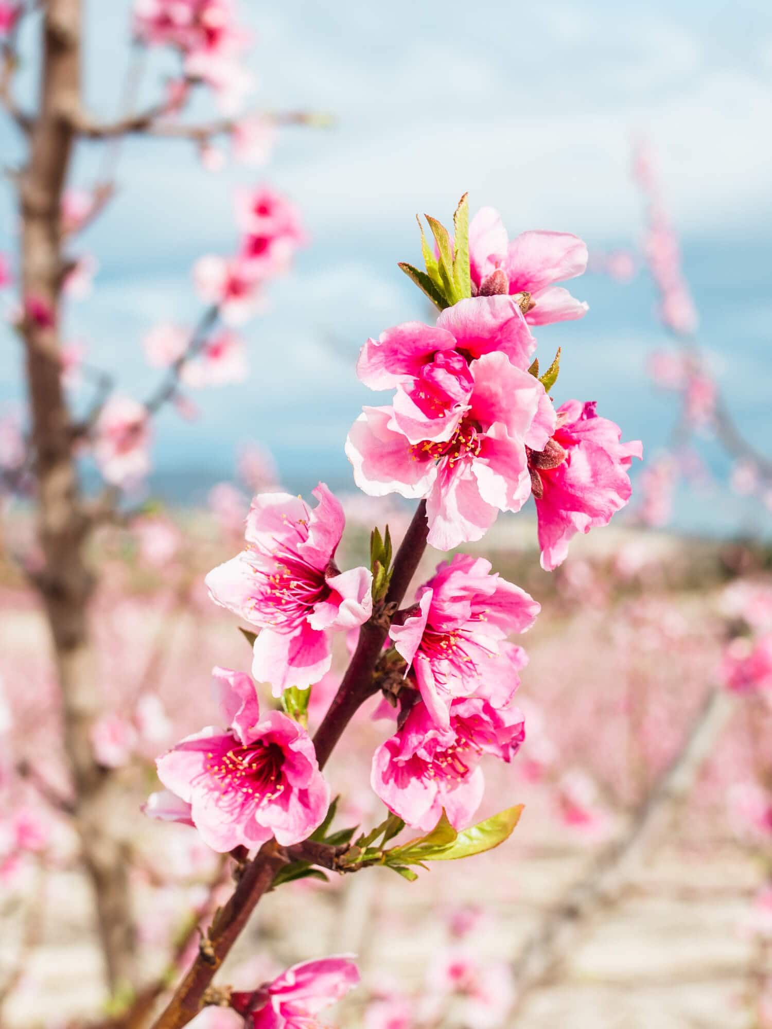 Peach blossom at dusk in plantation grown in Spain, Prunus Persica