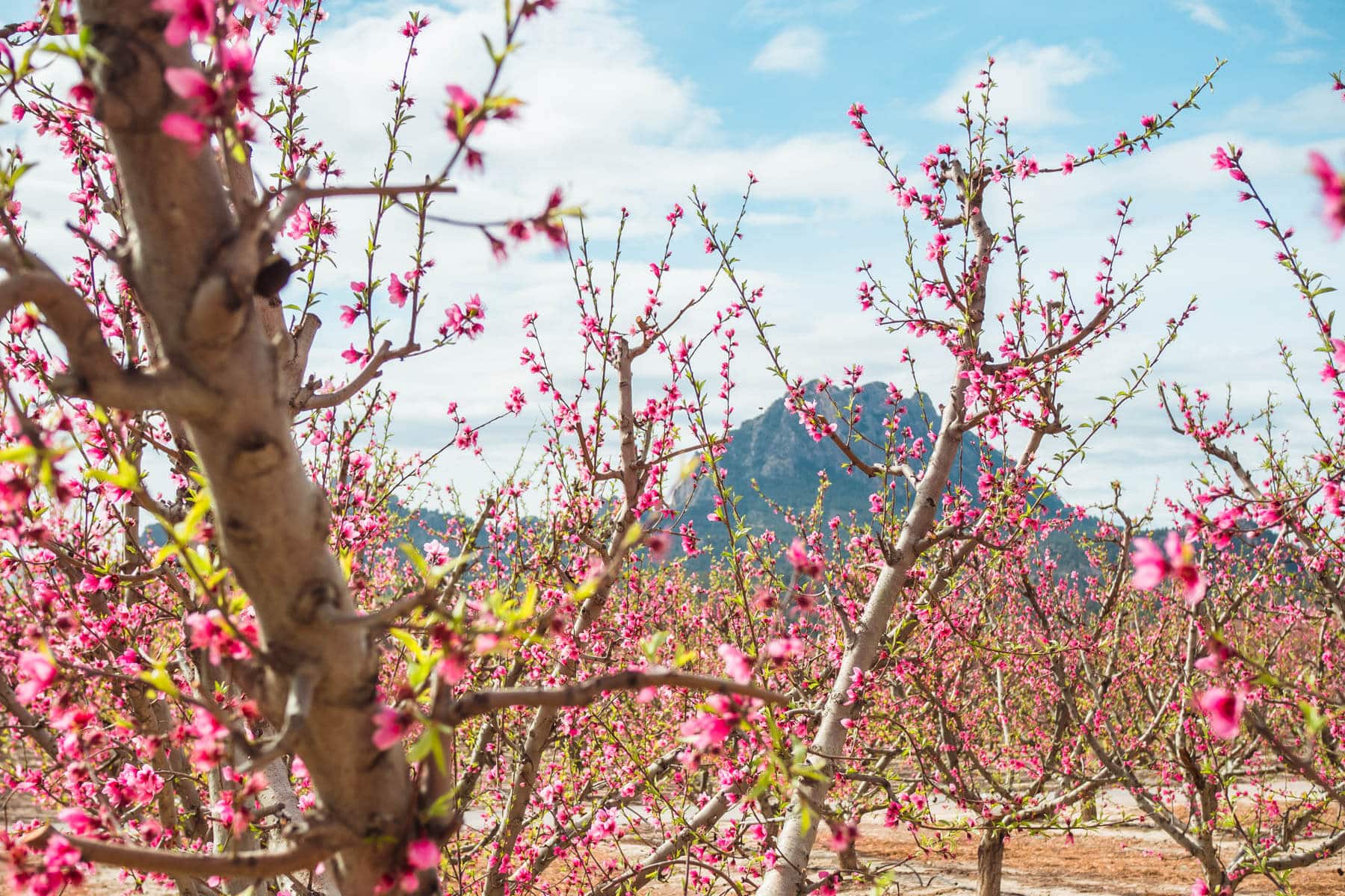 Close up view of beautiful peach tree blossoms in the little town of Cieza in Murcia, Spain