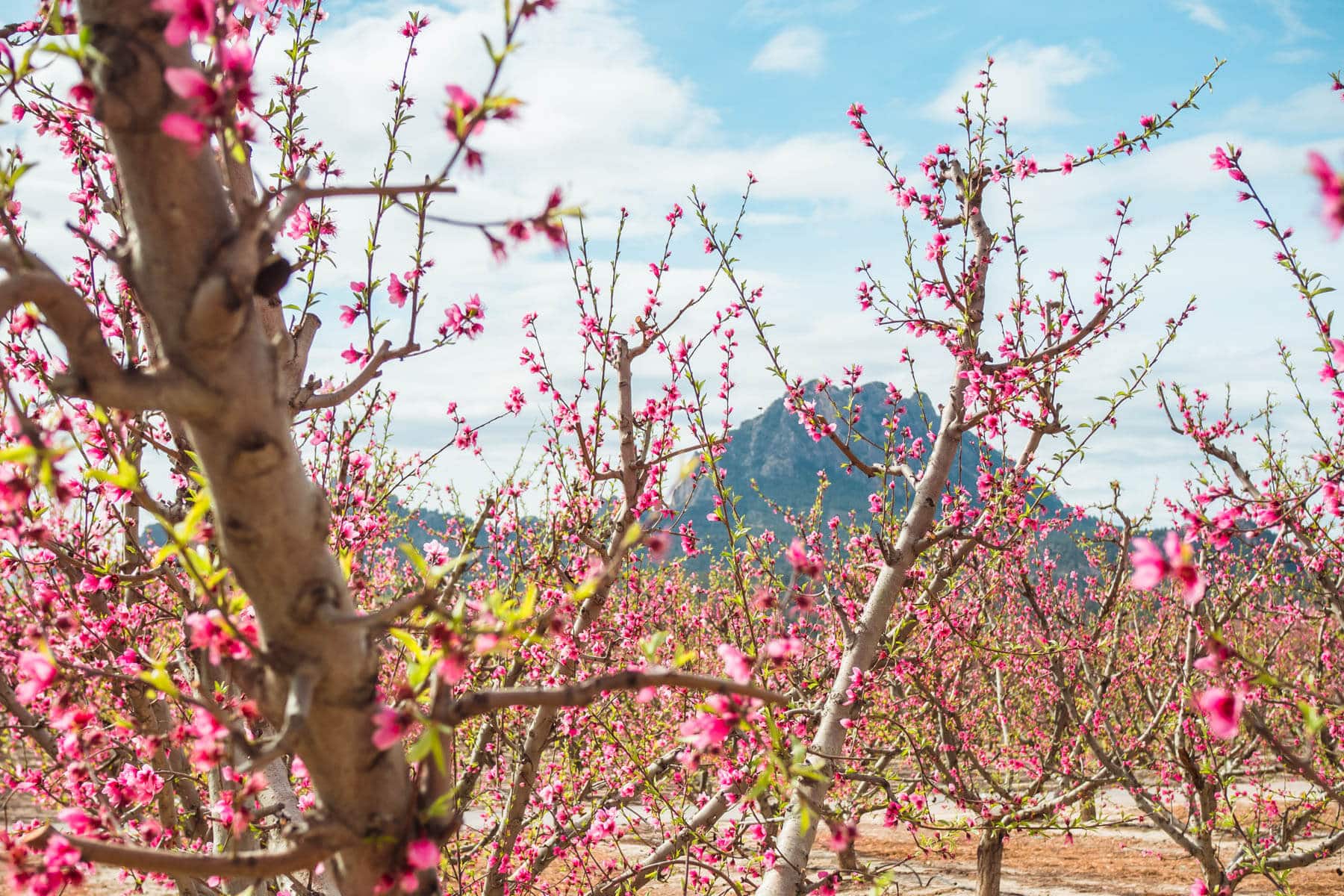 Cieza's Flowering Routes