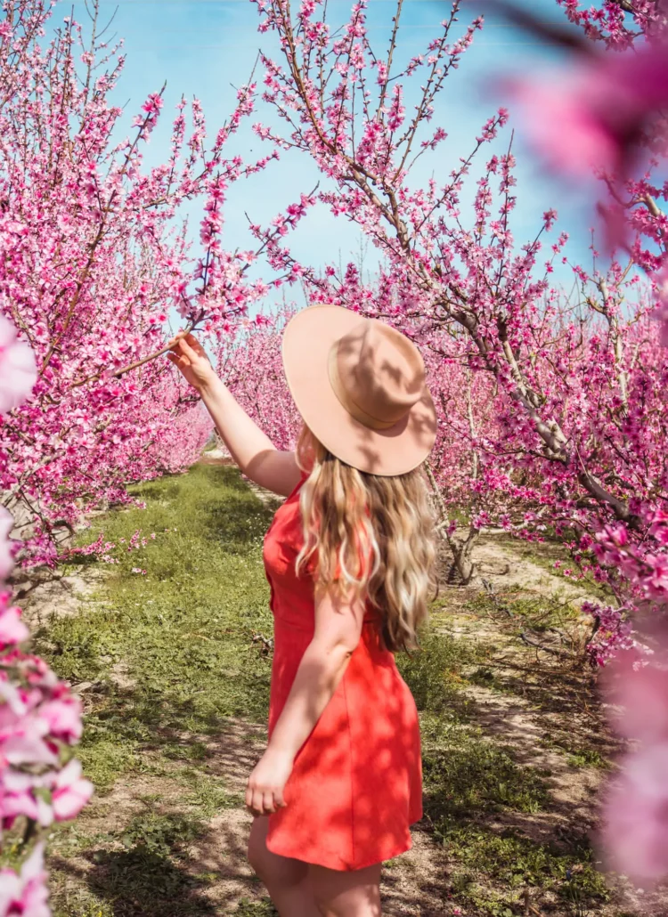 Discover the incredible Floración de Cieza (peach blossom season) in Murcia Spain!
