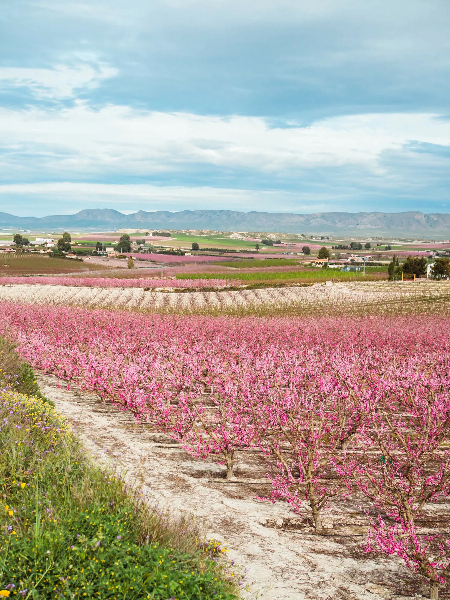 Gorgeous view of a field of peach tree blossoms in Murcia, Spain - Click through for a complete guide to Floración de Cieza