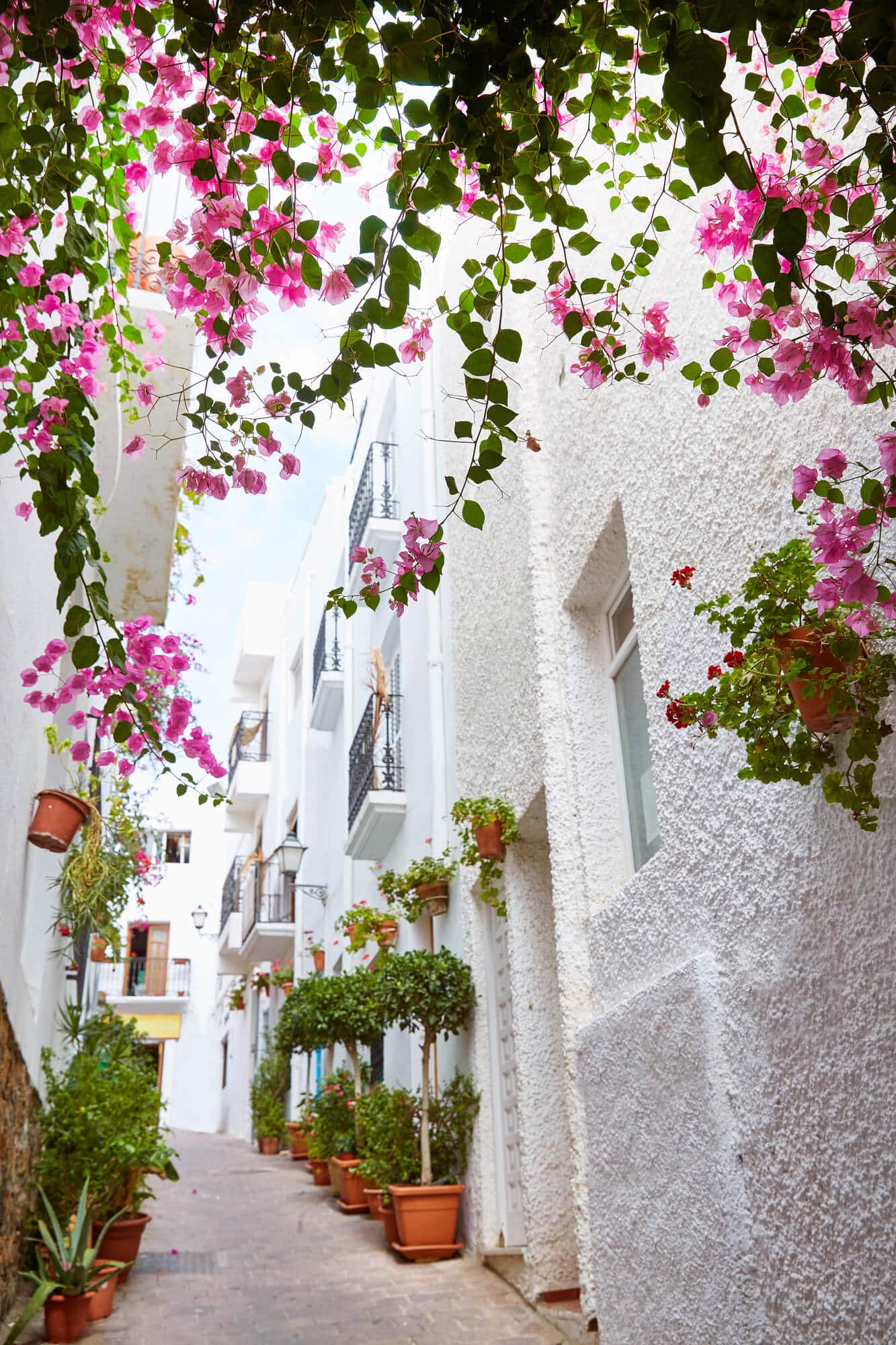 View of a narrow alley between white houses covered in Bougainvillea in Mojácar Pueblo in Almeria - One of Spain's most beautiful white villages