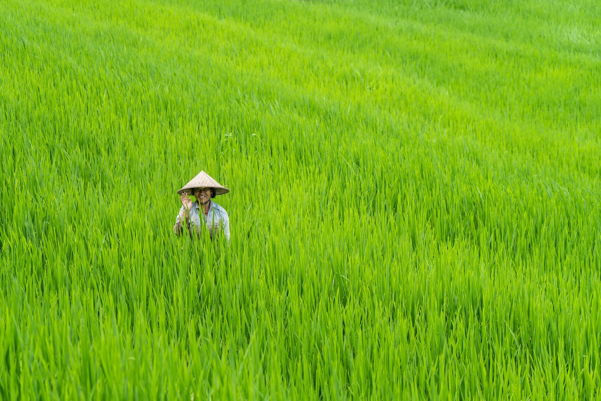 The best time to visit Jatiluwih Rice Terraces is from February to April