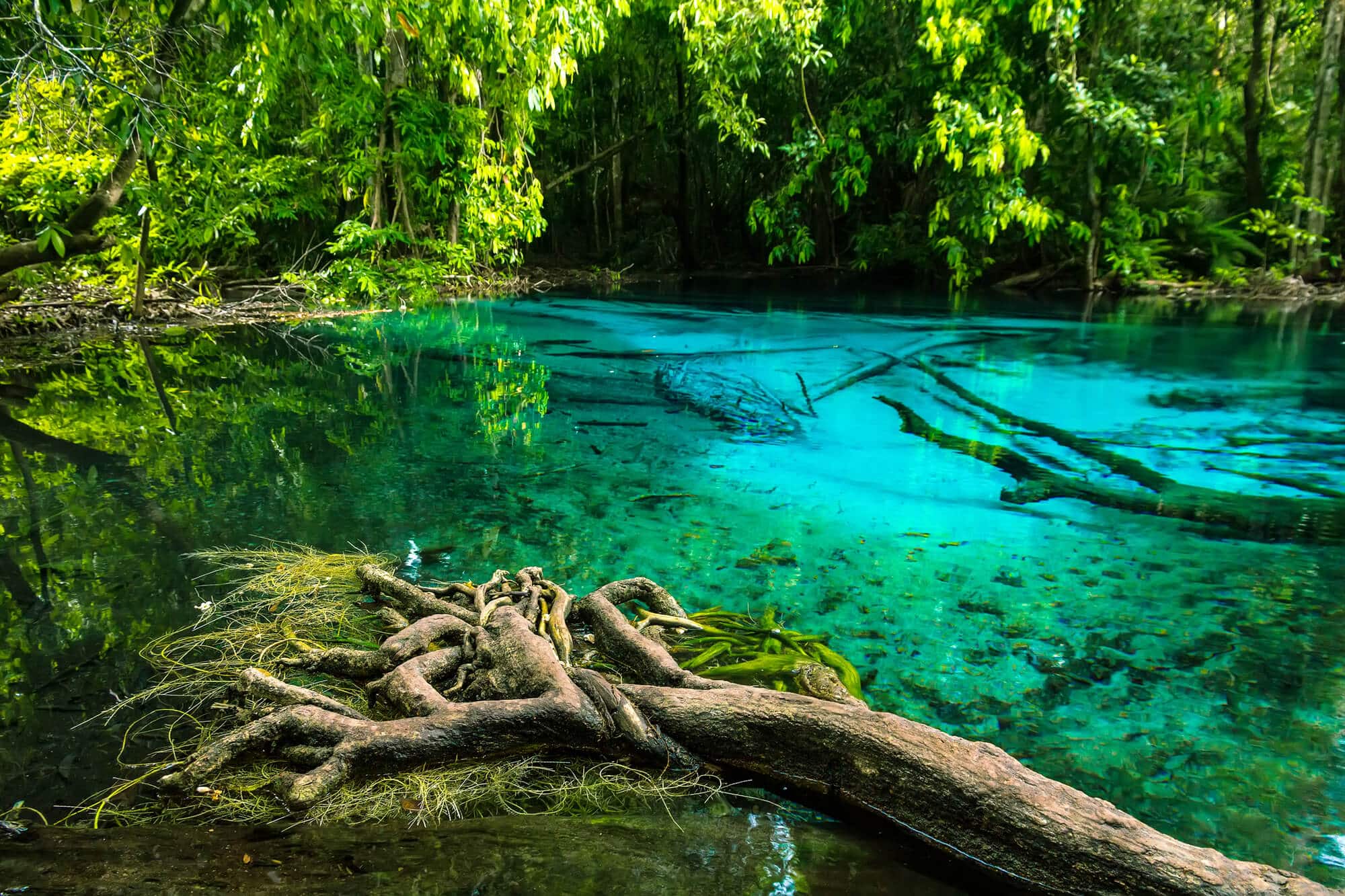 Best guided tours Krabi Thailand - View of the crystal clear emerald pool with mangrove roots and lush greenery.