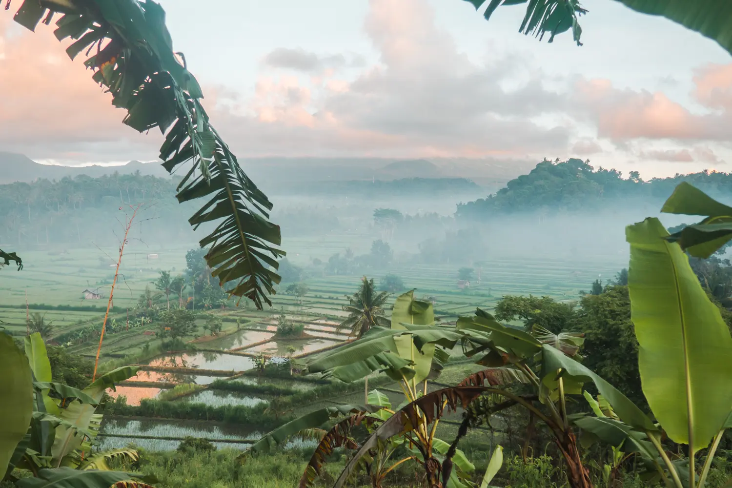 Looking through palm and Banana leaves over misty rice fields and a pastel colored sunrise from Bukit Cinta viewpoint in Bali.