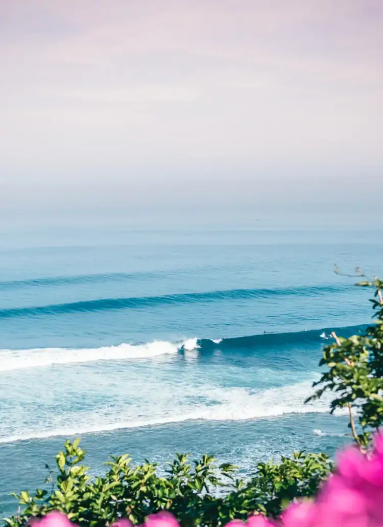 Looking out over a surfer on a wave in the blue water in Uluwatu, light pink misty morning sky above and greenery with pink flowers in the foreground, things to know before visiting Bali