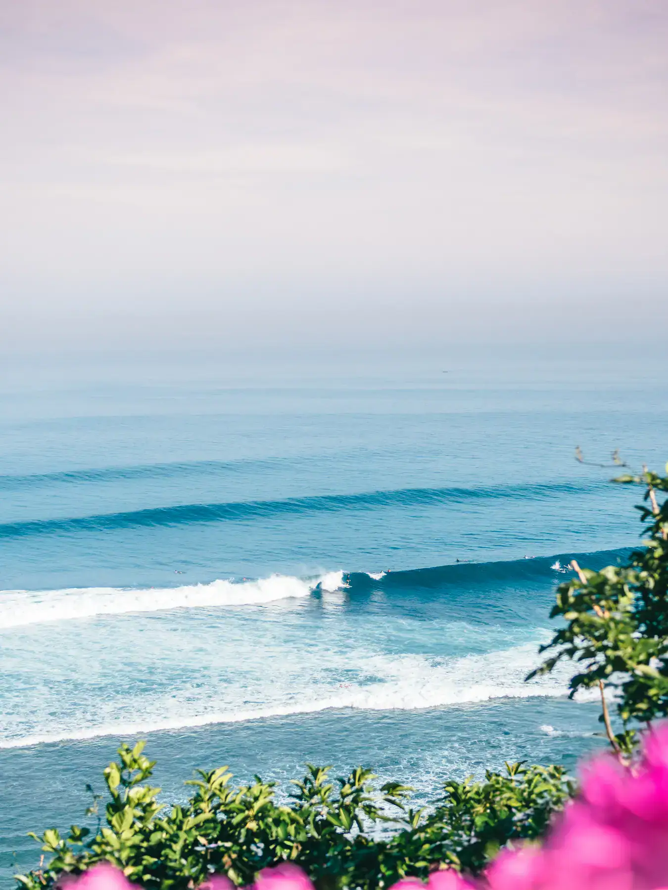 Looking out over a surfer on a wave in the blue water in Uluwatu, light pink misty morning sky above and greenery with pink flowers in the foreground, things to know before visiting Bali