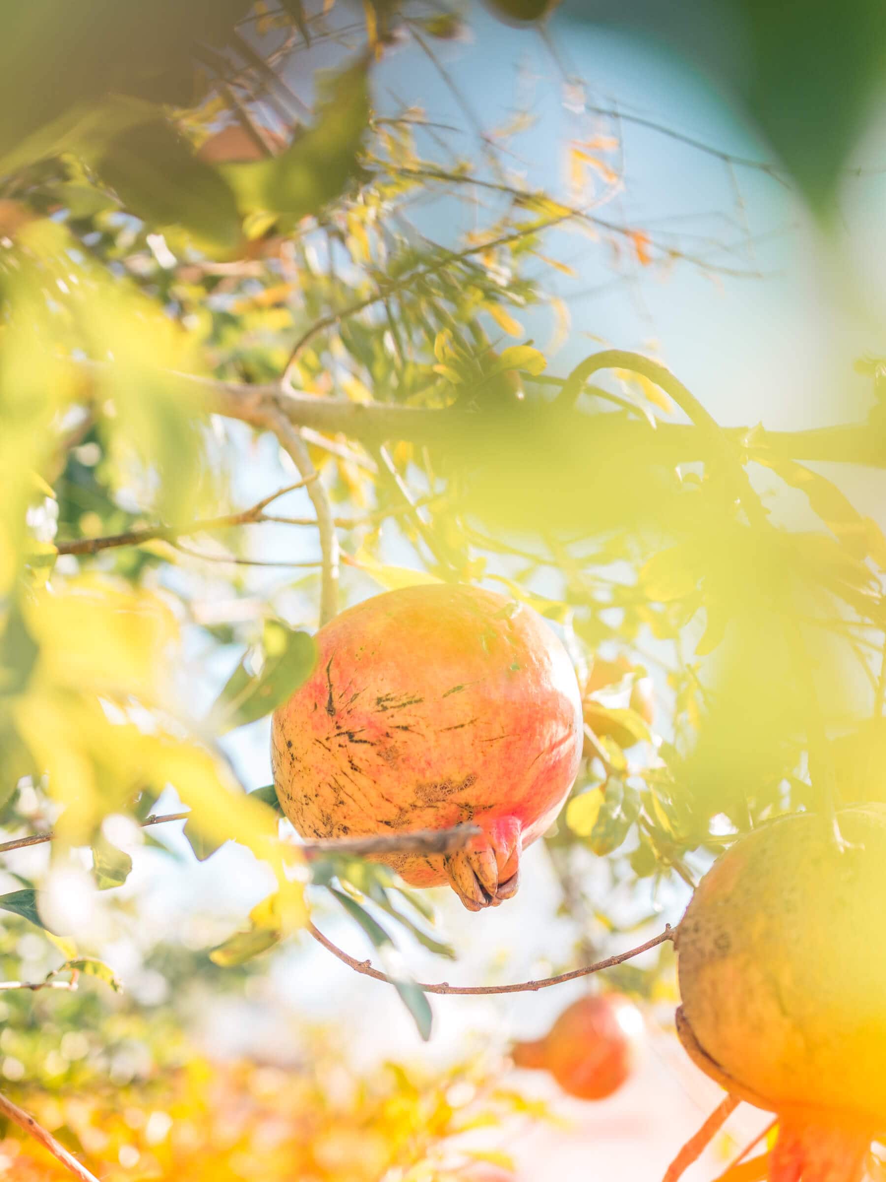 Beautiful Pomegranate tree in the gardens of Hacienda Riquelme, maybe the best golf resort in Spain.