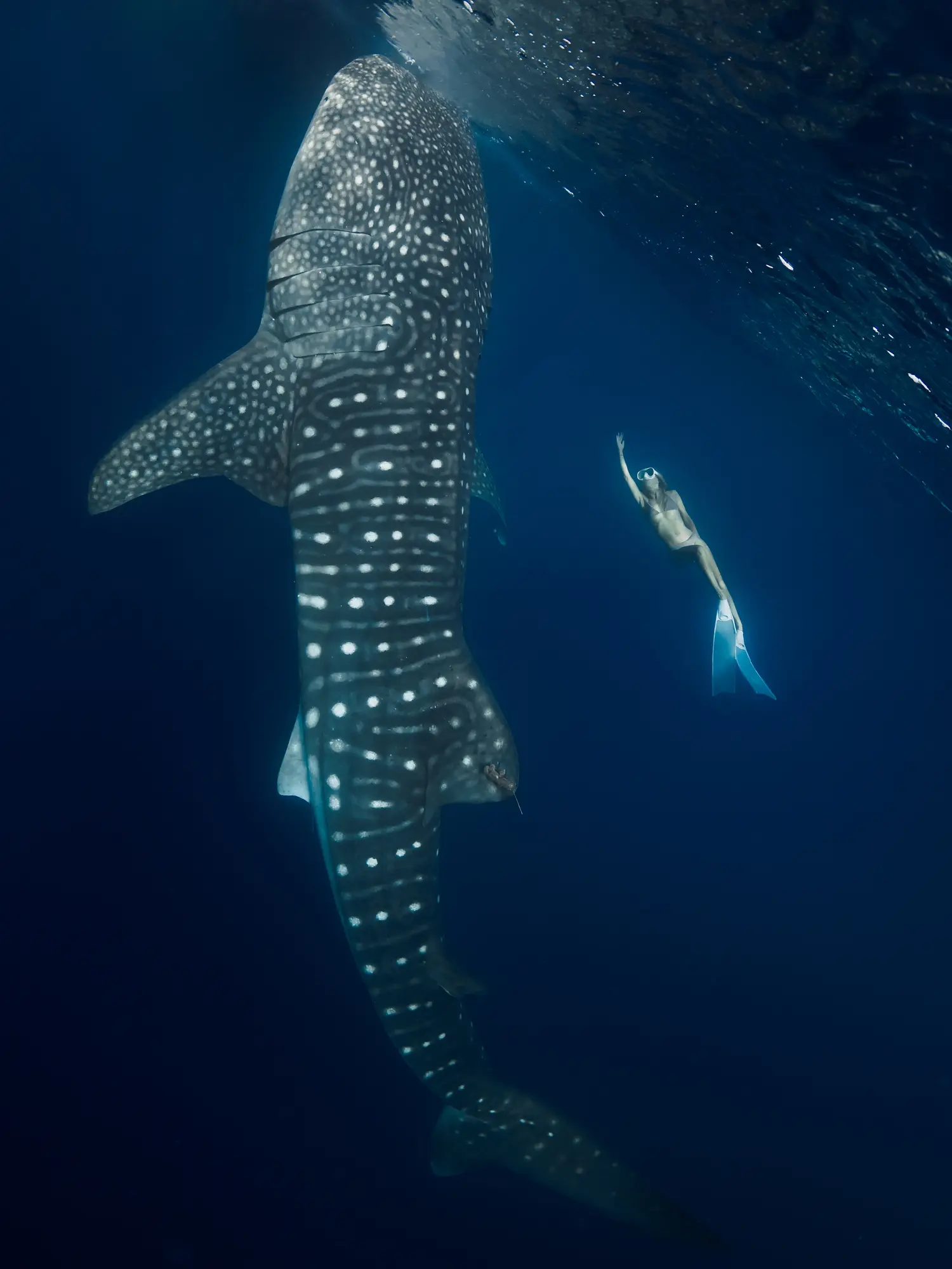 Swimming with whale sharks in the waters of Sumbawa, on a guided tour from Lombok.
