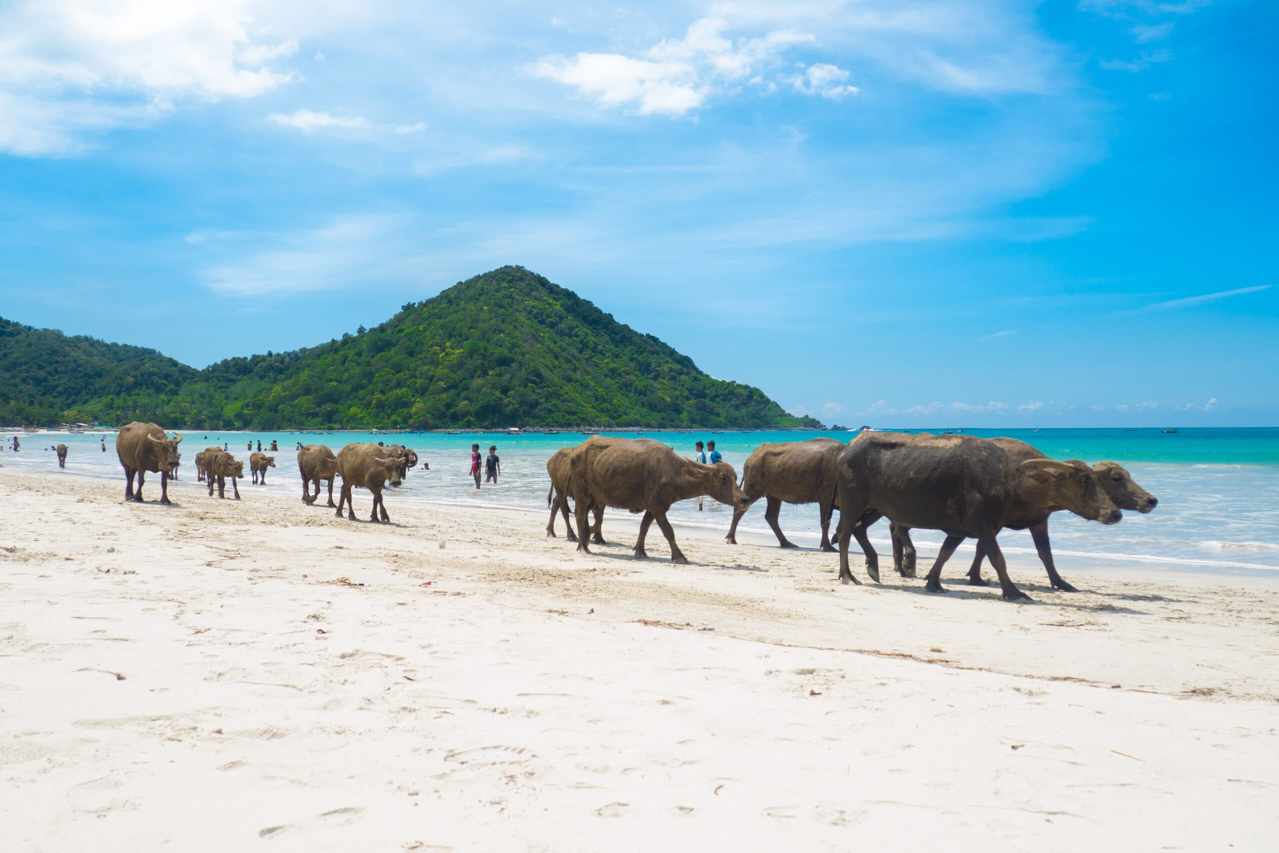 Water buffalos on the beautiful Selong Belanak Beach near Kuta Lombok