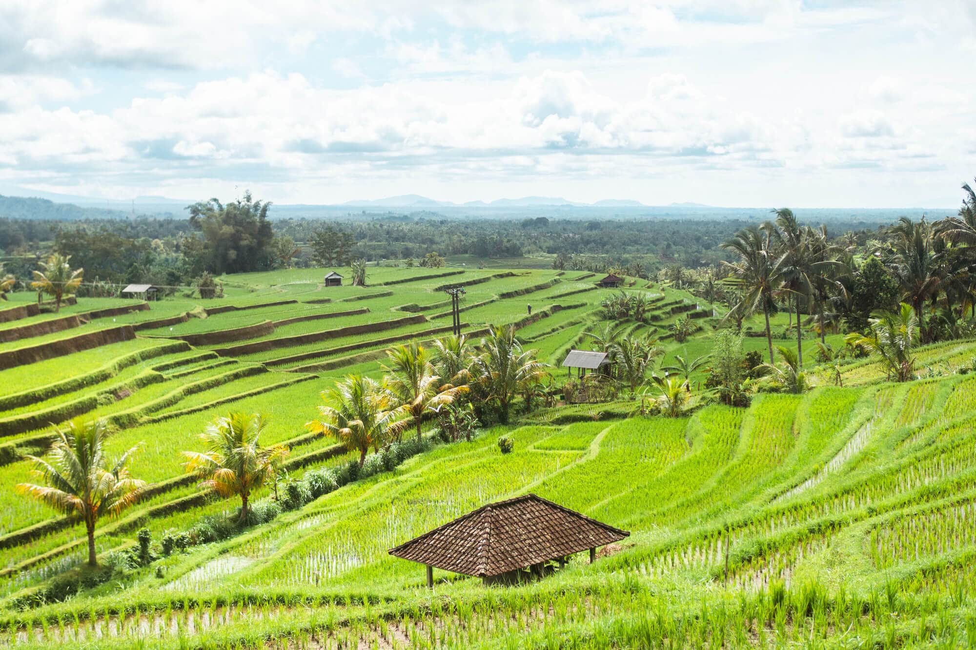 View across the lush green Jatiluwih Rice Terraces