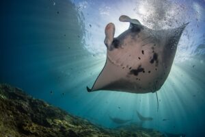 Snorkeling with the Manta Rays in Nusa Penida