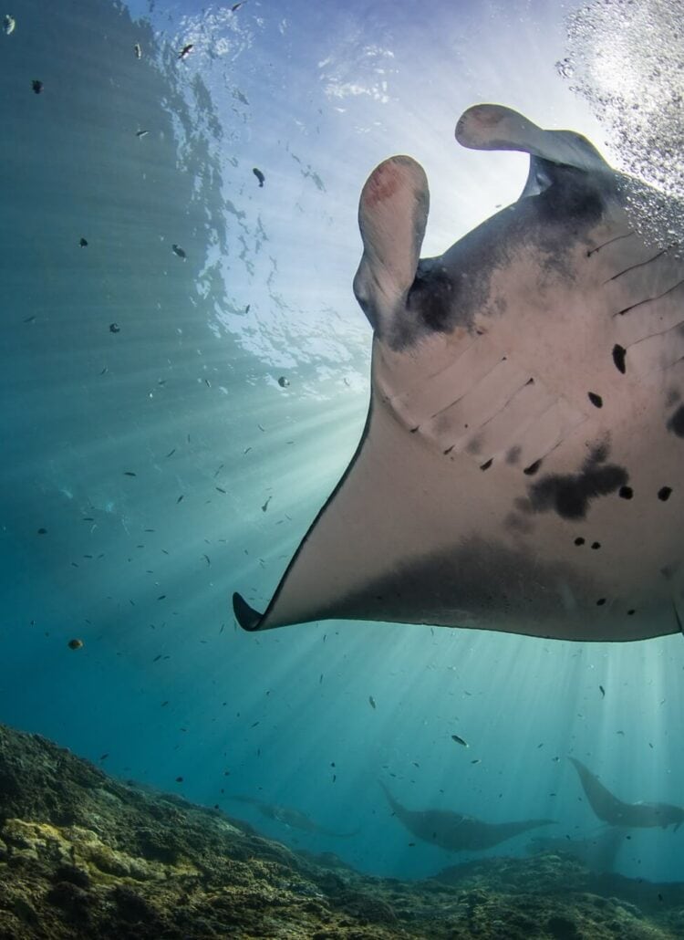 Snorkeling with the Manta Rays in Nusa Penida