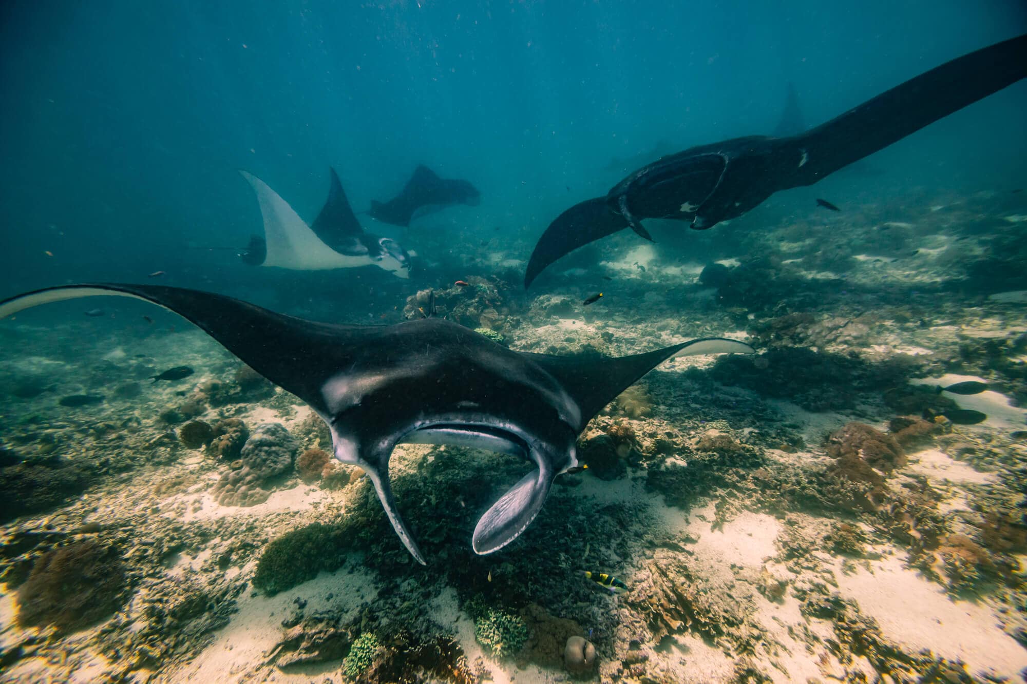 Four Manta Rays spotted while snorkeling in Nusa Penida, one of the many reasons to visit and one of the top things to do in Bali.