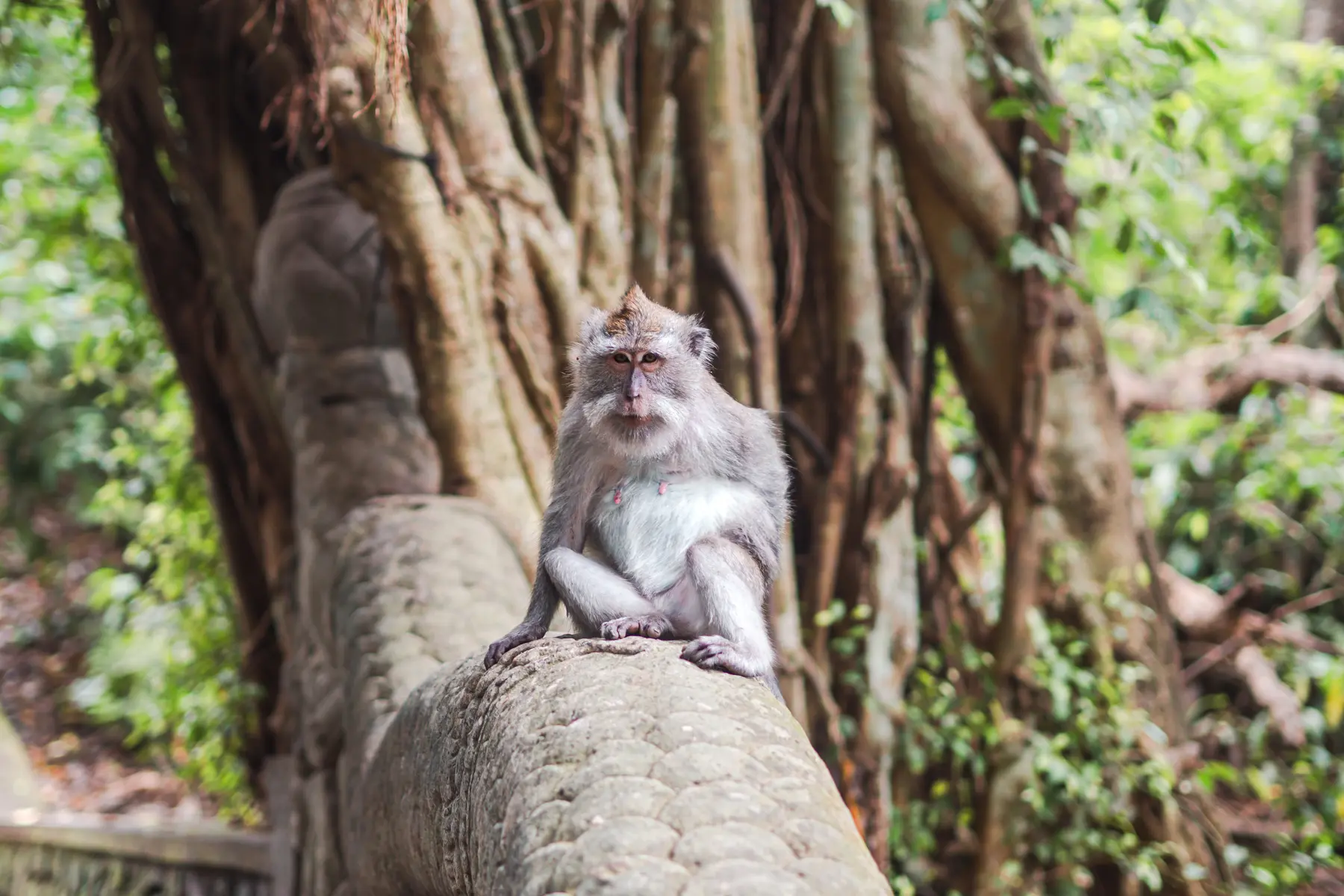 Grey monkey sitting in a wall in front of a large tree in Ubud monkey forest, a must on any Bali Bucket List.