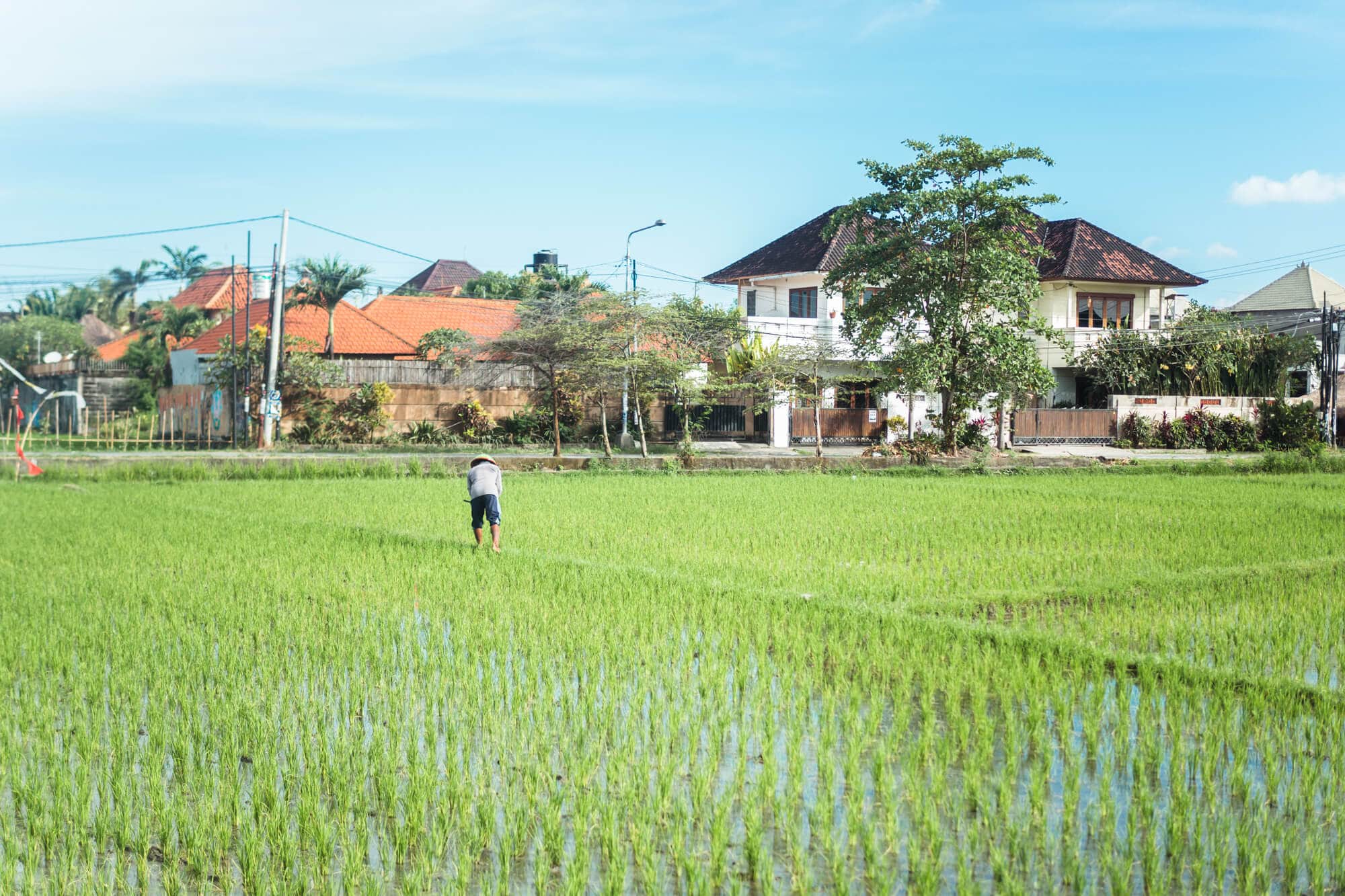 Coworking spaces in Canggu, Bali - Rice field in the middle of Canggu