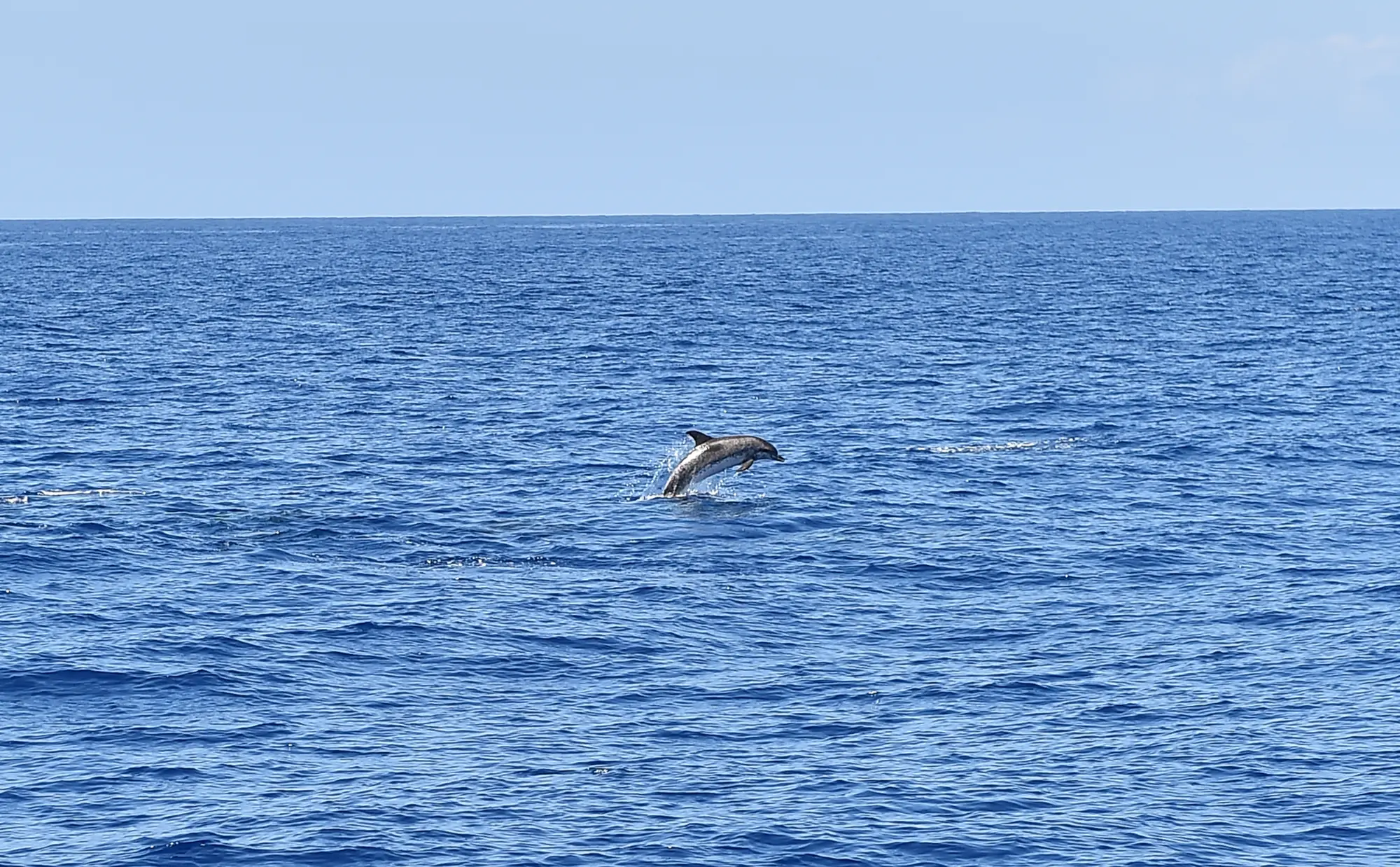 One dolphin jumping out of the blue sea on a sunny day, a dolphin safari is one of the top things to do in Noosa.