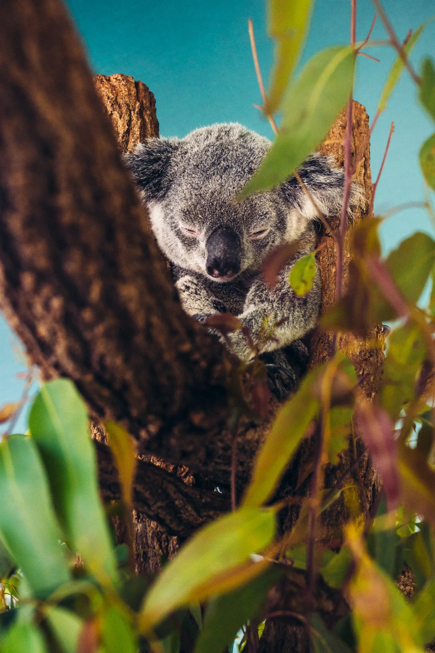 Close up of a sleeping koala sitting in a tree in Australia Zoo, one of the top things to do in Noosa.