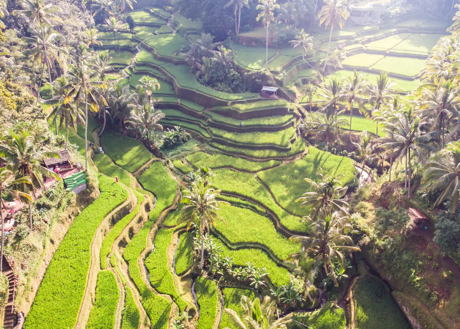 Drone view of the lush green Tegalalang Rice Terraces surrounded by palm trees at sunset is a must on any Bali itinerary.