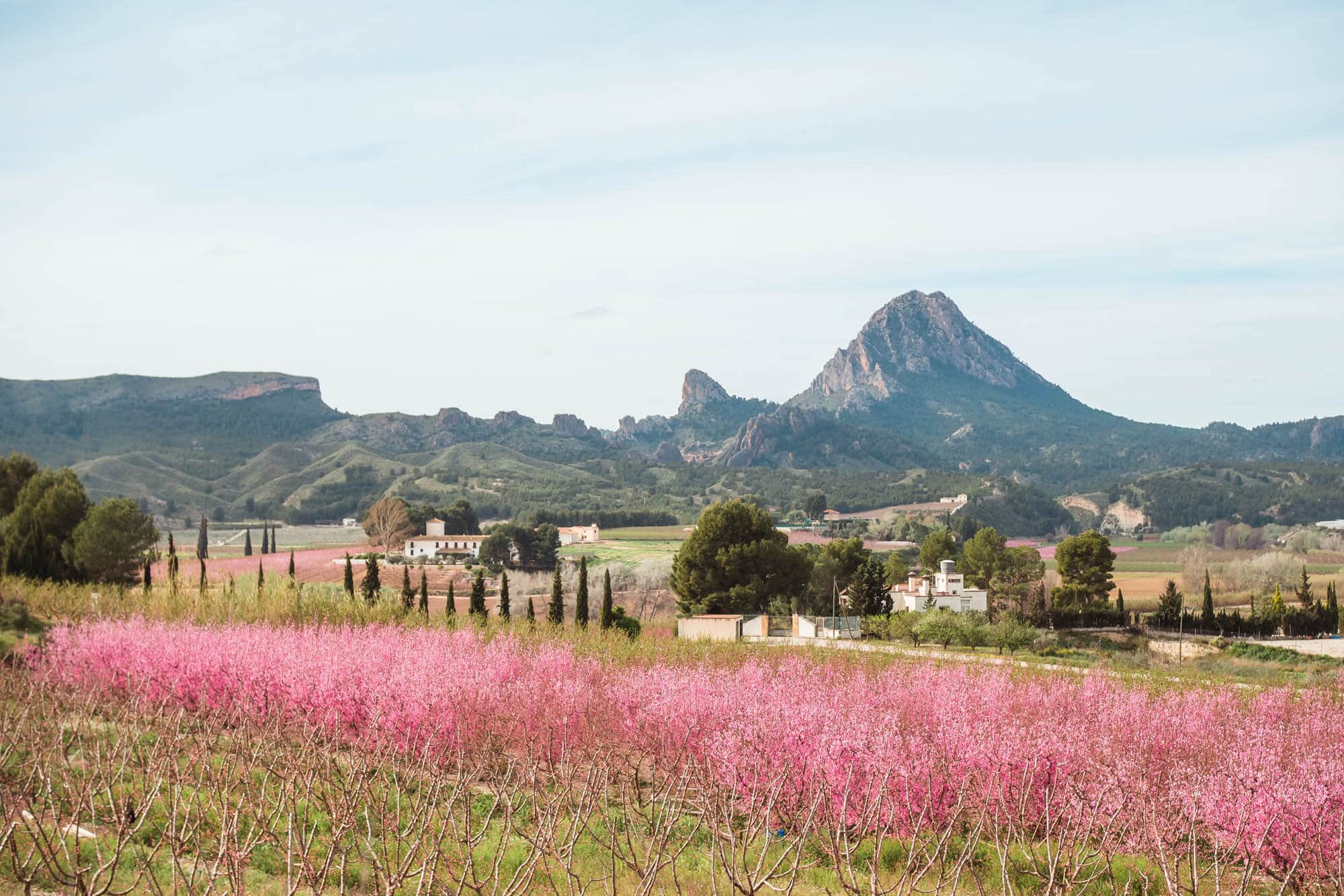 View of a field of stunning peach tree blossoms in Cieza, Murcia, Spain during Floracion de Cieza