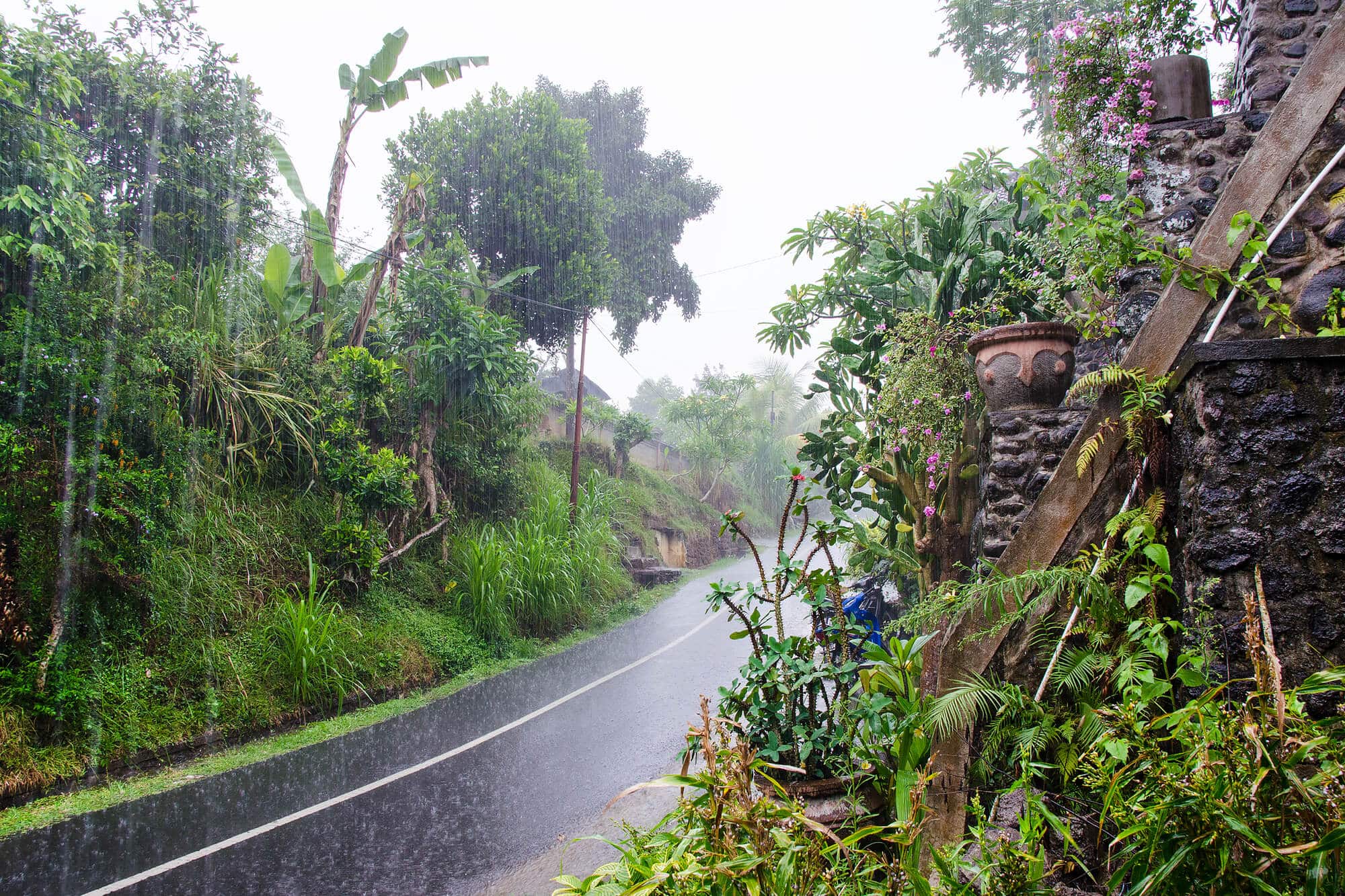 Rainy street in Bali with lush greenery on both sides.