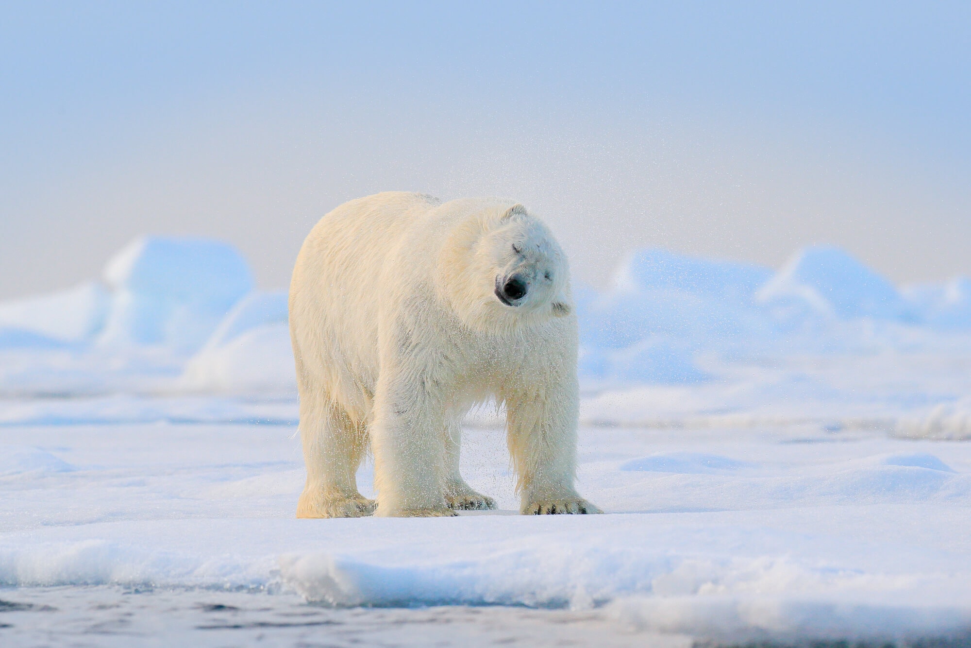 Norway fun facts. Polar bear looking towards the camera on the ice in Svalbard with a pastel colored sunset in the background.