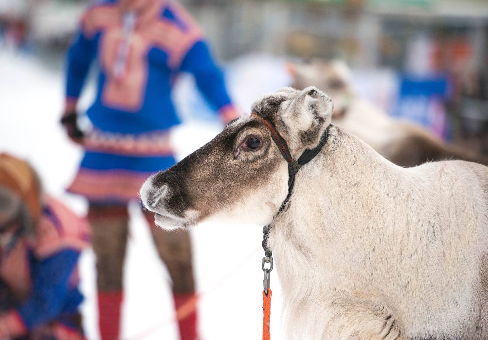 Reindeer looking sideways into the camera with Sami people in blue and red national costumes.