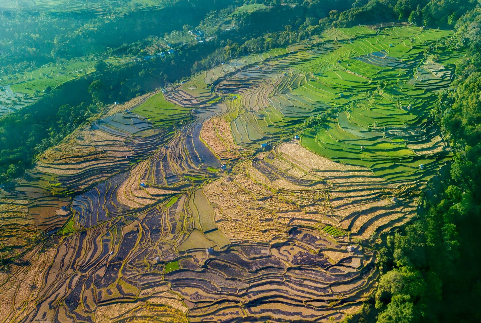 Aerial view of a large rice field in green and brown colors, in Tetebatu Village, one of the top things to do in Lombok.