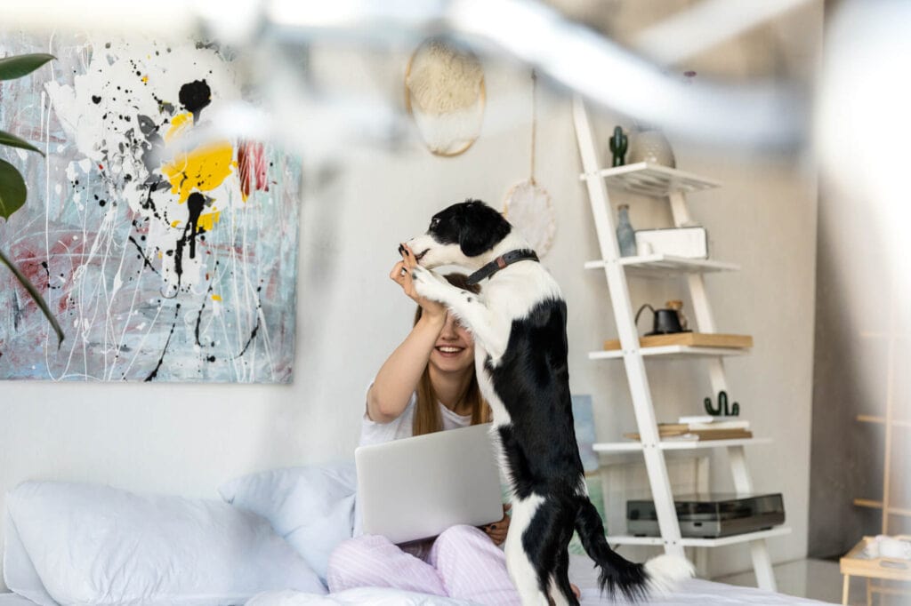 Girl with a computer playing with a black and white dog on the sofa while staying for free with Trusted Housesitters.