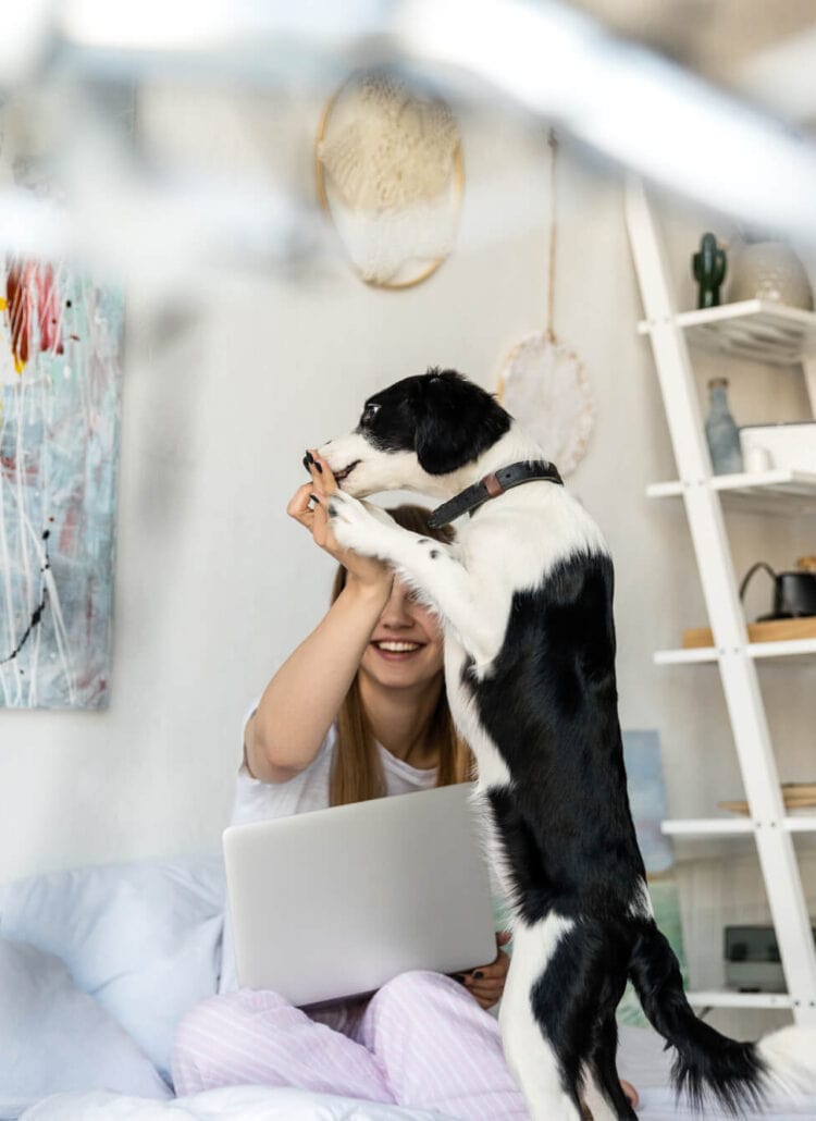 Girl with a computer playing with a black and white dog on the sofa while staying for free with Trusted Housesitters.