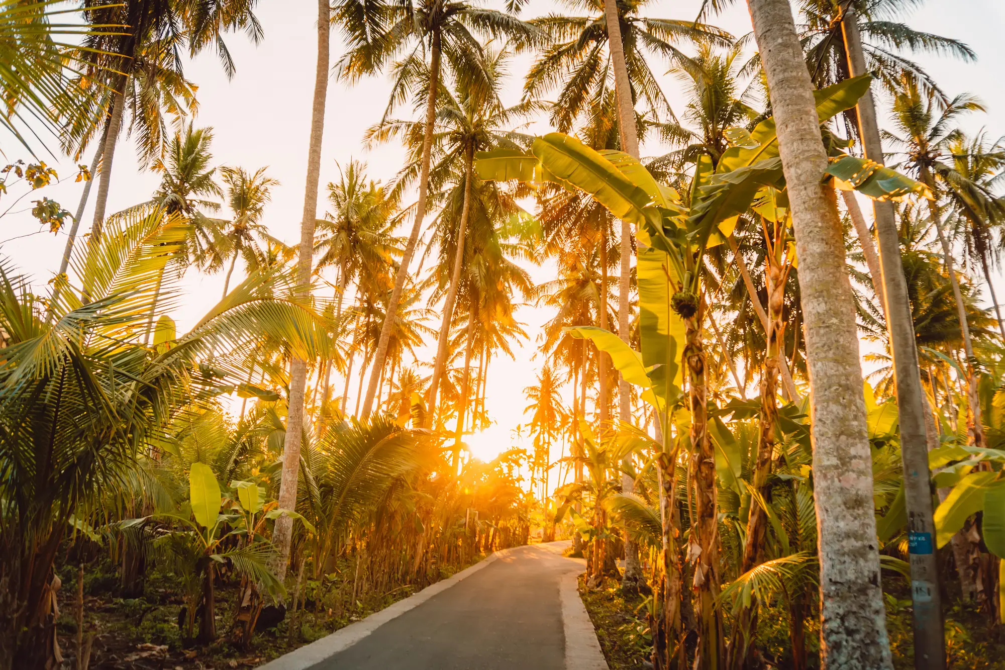 A narrow paved road lined by palm trees on both sides with an orange sunset shining through, seen during a 1-day Nusa Penida itinerary.