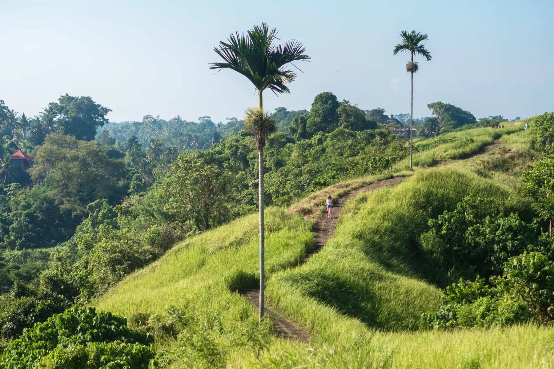 View of the two tall palm trees along the paved path on the Campuhan Ridge Walk in Ubud, one of the top things to do in Ubud and Bali.