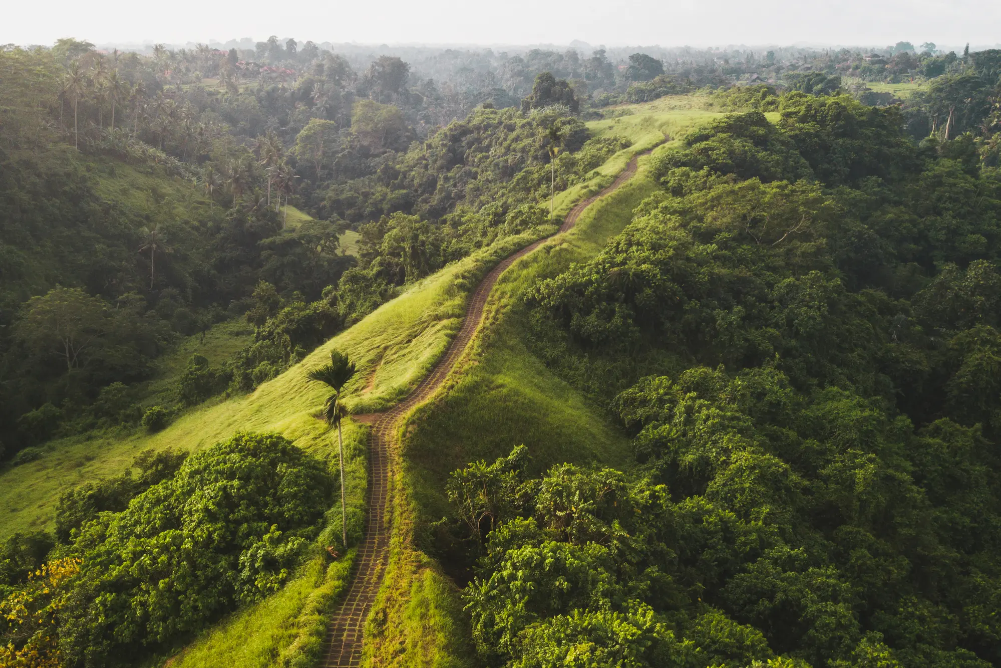 Early morning drone view of the lush green Campuhan Ridge Walk in Ubud, Bali.