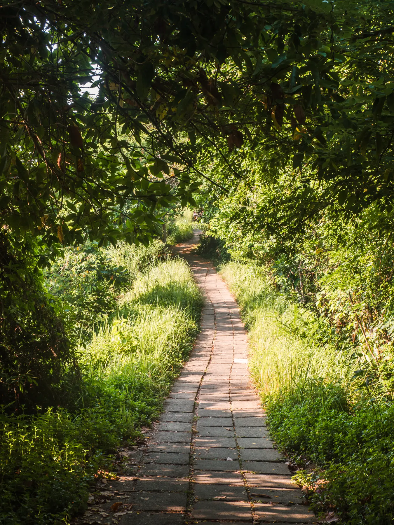 A denser part of the Campuhan Ridge Walk in Ubud.