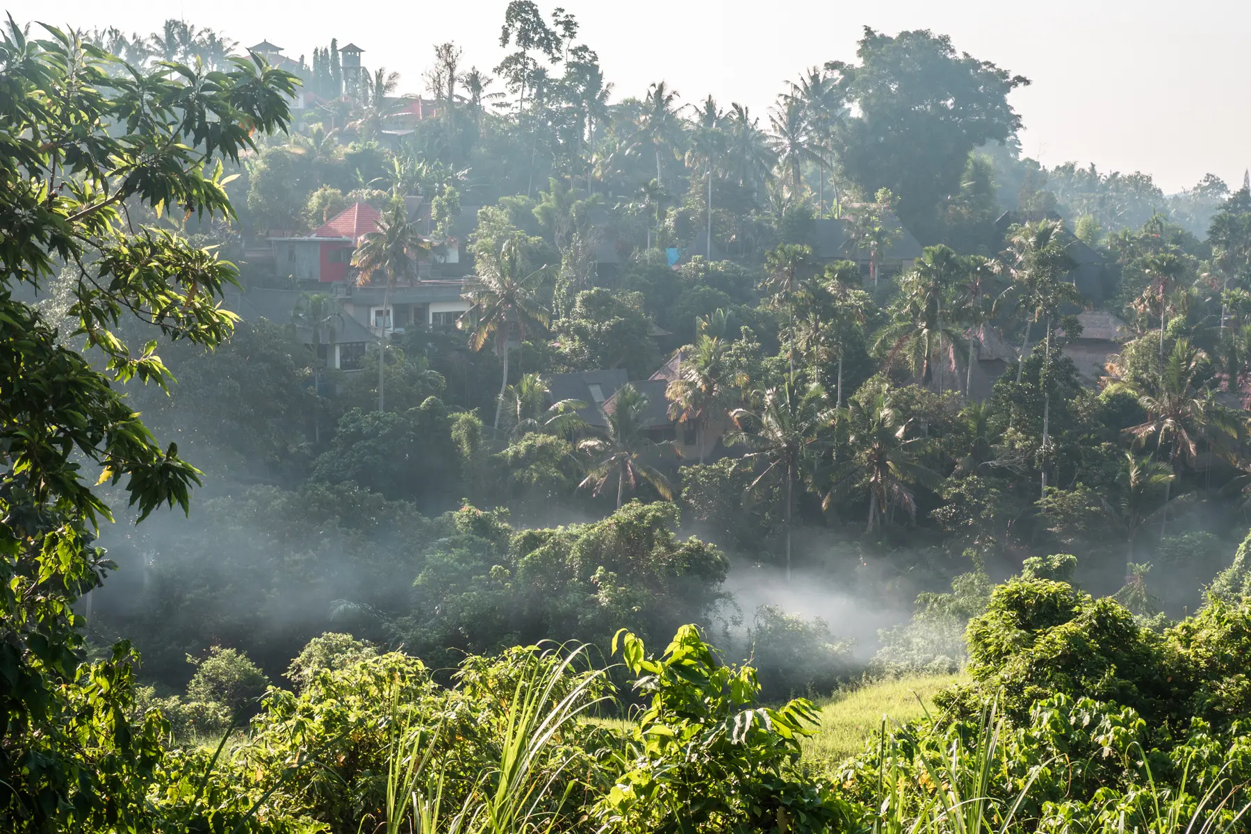 Misty morning in the jungle surrounding the Campuhan Ridge Walk in Ubud.