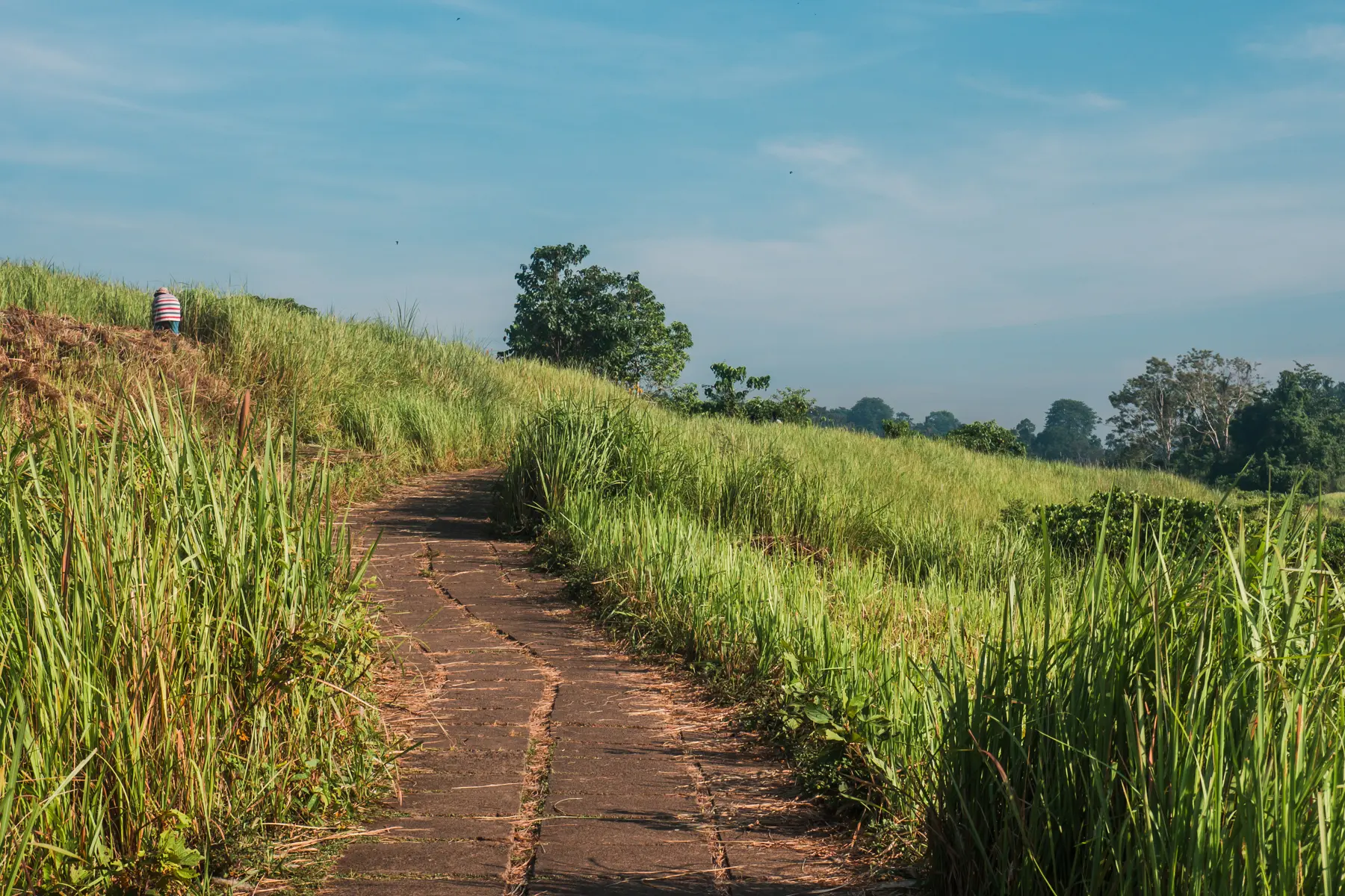 Close up of the paved path on Campuhan Ridge Walk in Ubud with a local working in the background.