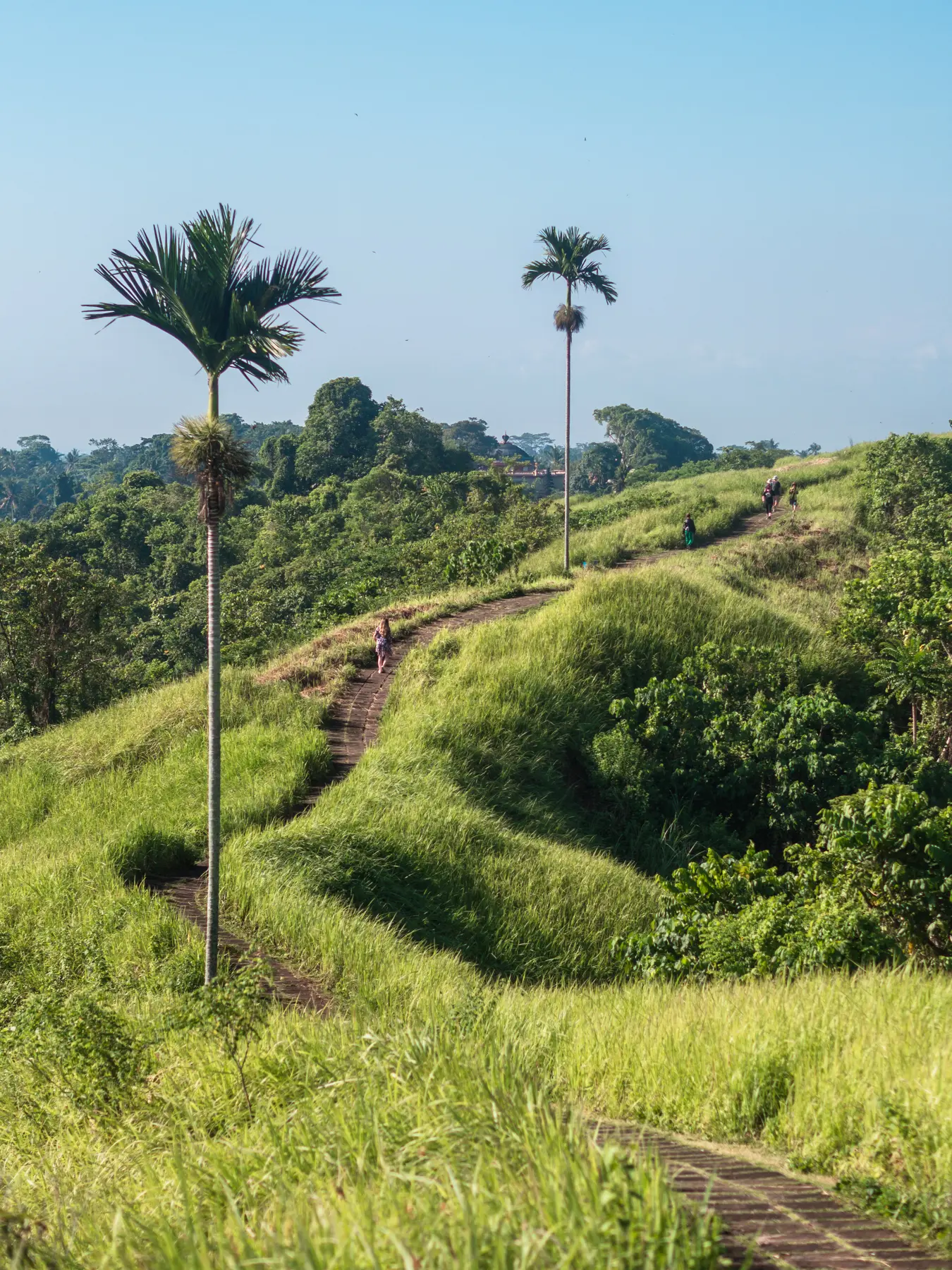 View of the two tall palm trees along the paved path on the Campuhan Ridge Walk in Ubud, Bali.