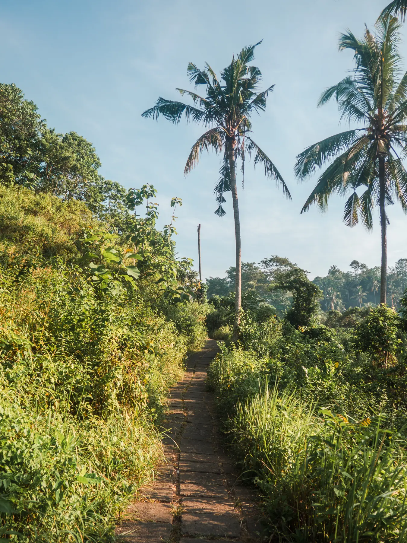 Paved path lined by tall green grass and greenery with two palm trees on the Campuhan Ridge Walk in Ubud.