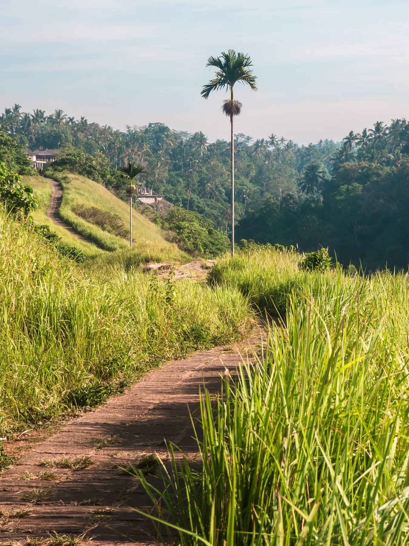 Paved path lined by tall green grass with two tall palm trees on the Campuhan Ridge Walk in Ubud.