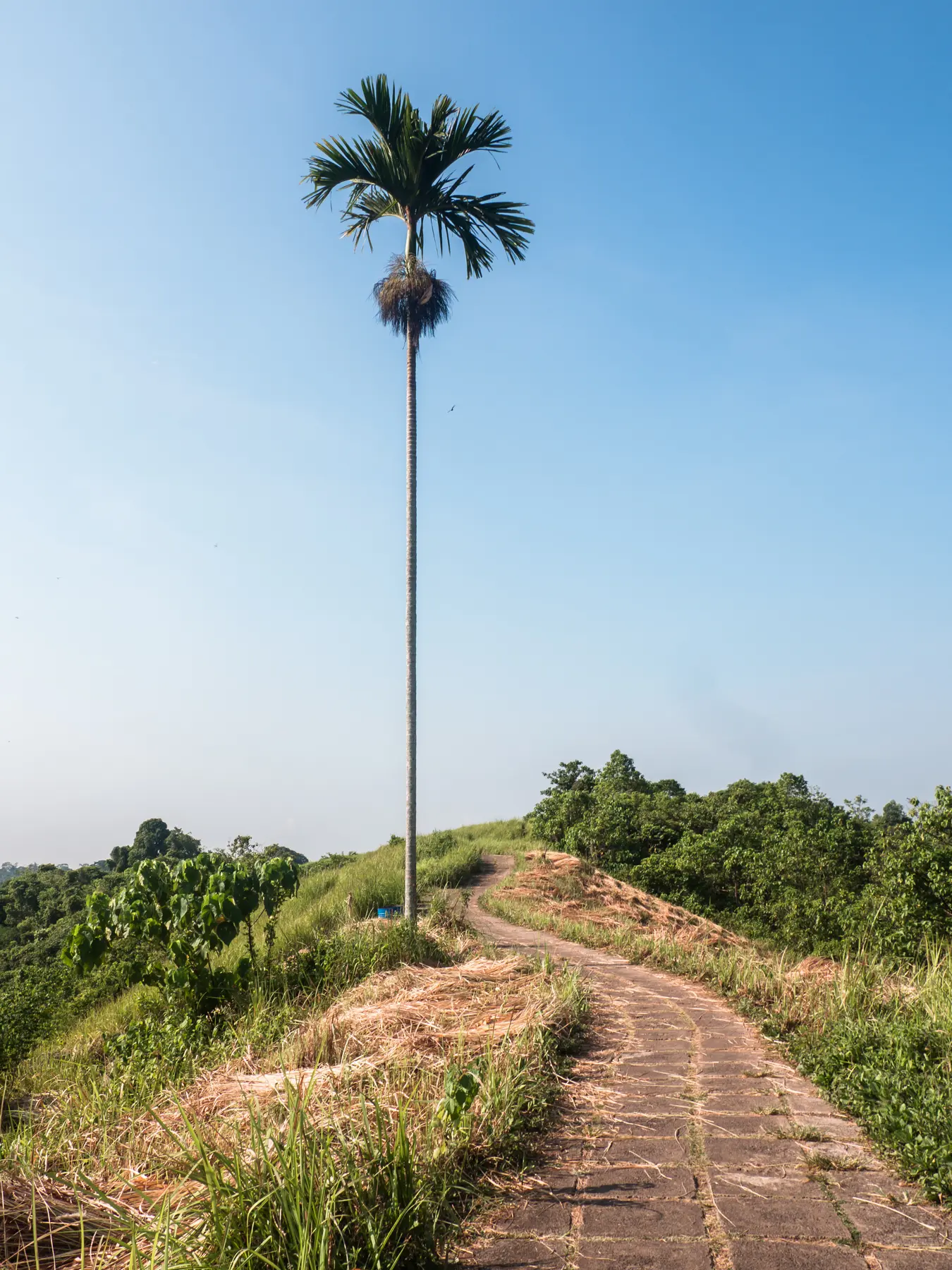 Lonely palm tree on the Campuhan Ridge Walk in Ubud on a sunny day.