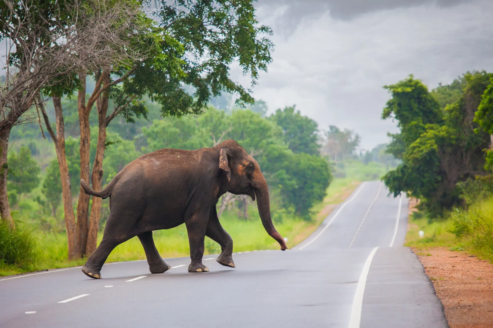 Elephant walking across an empty road in the forest in Sri Lanka ititnerary.