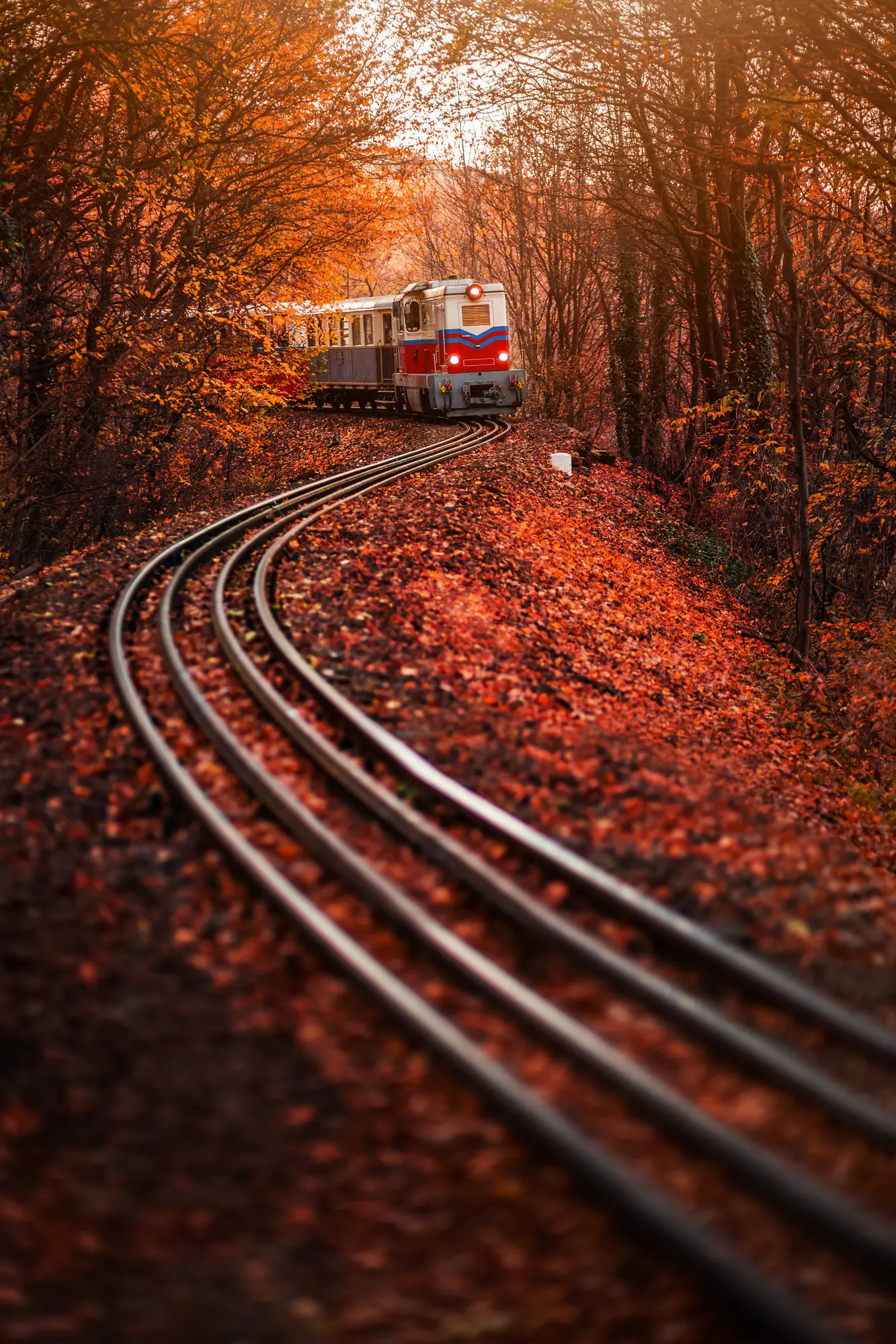 Red, blue and white Children's Railway train driving towards the camera through an orange forest in fall, a hidden gem in Budapest.