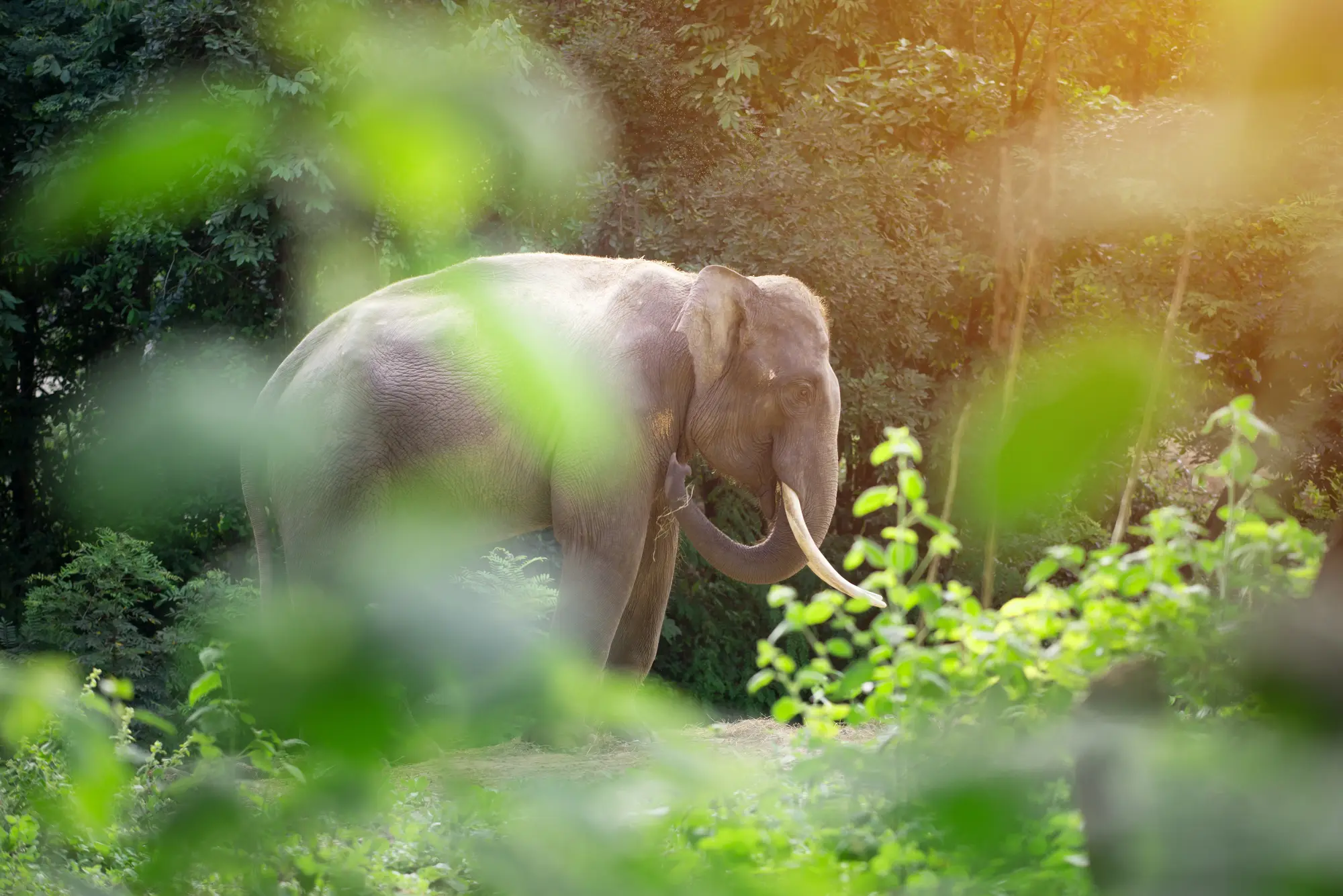 Wild elephant seen through the jungle greenery in Thailand vs. Indonesia.
